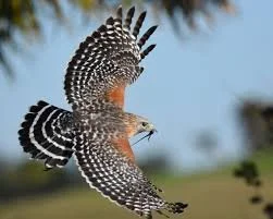Red-Shoulder Hawk