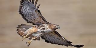 Red-Tailed Hawk