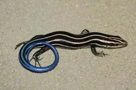 5 lined skink