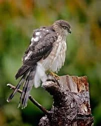 Sharp-Shinned Hawk
