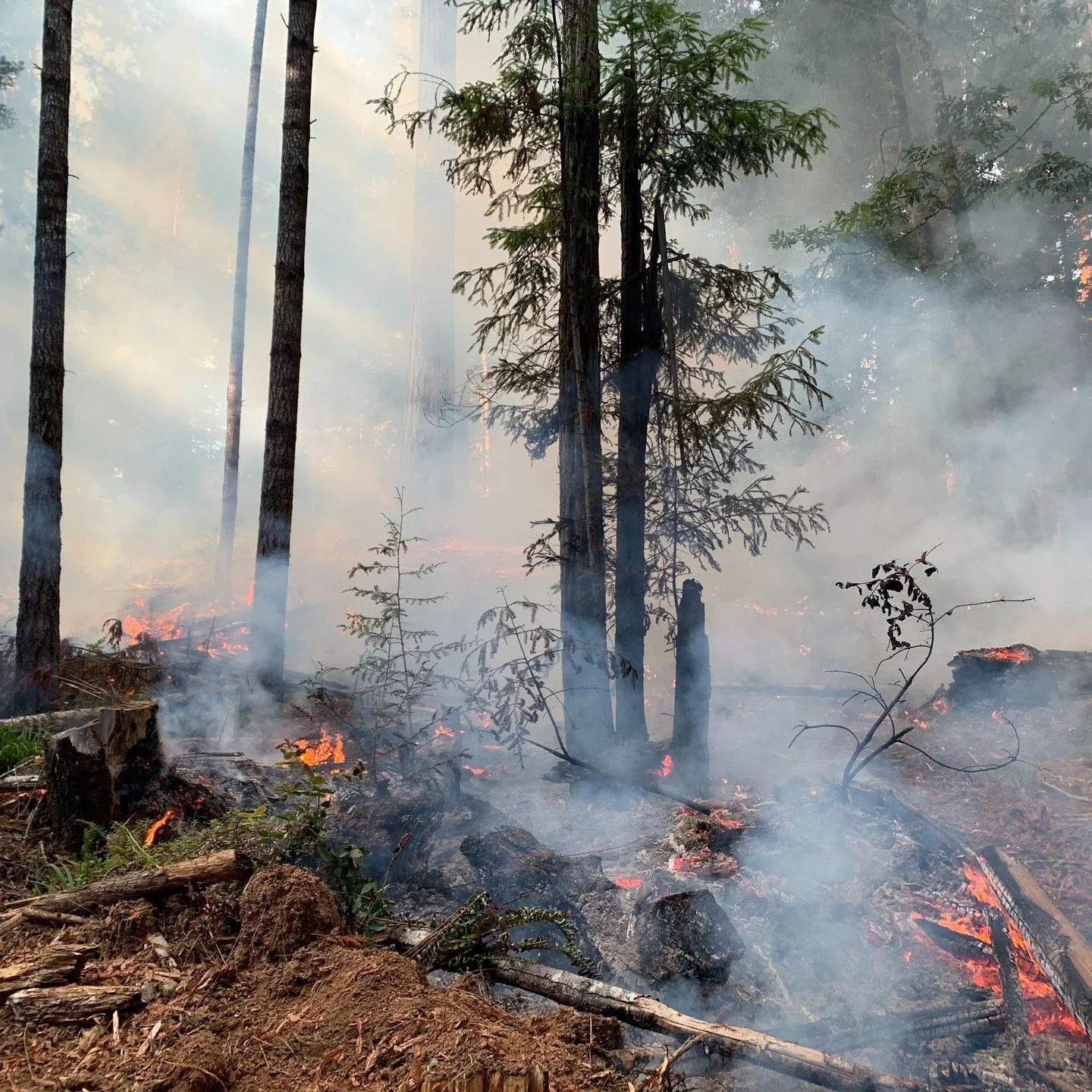 Redwood forests, prescribed fire, and research, oh my! This photo, taken by our GrizzlyCorps Fellow Emily Lord, shows low intensity fire moves through a masticated redwood plot in Jackson Demonstration State Forest. These research burns, led by UCCE