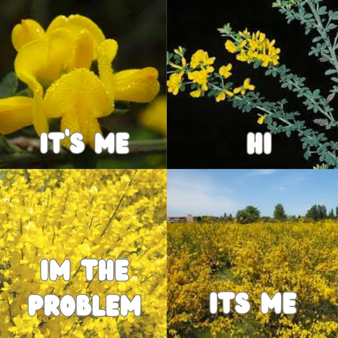 There are several members of the legume plant family (Fabaceae) that are invasive and problematic throughout Mendocino County. Weedy brooms (French, Scotch, and Spanish) and common gorse are extremely invasive, outcompeting native plants and increasi