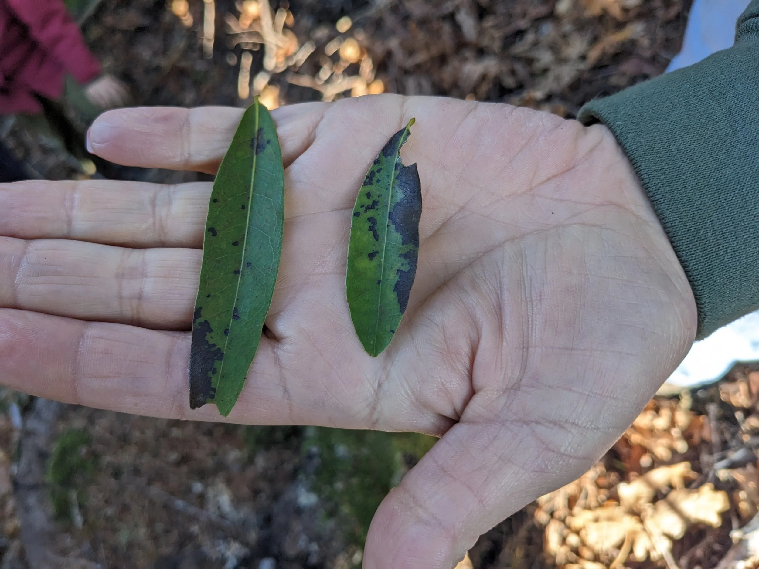 Sudden Oak Death lingers on: how to spot it, how not to spread it