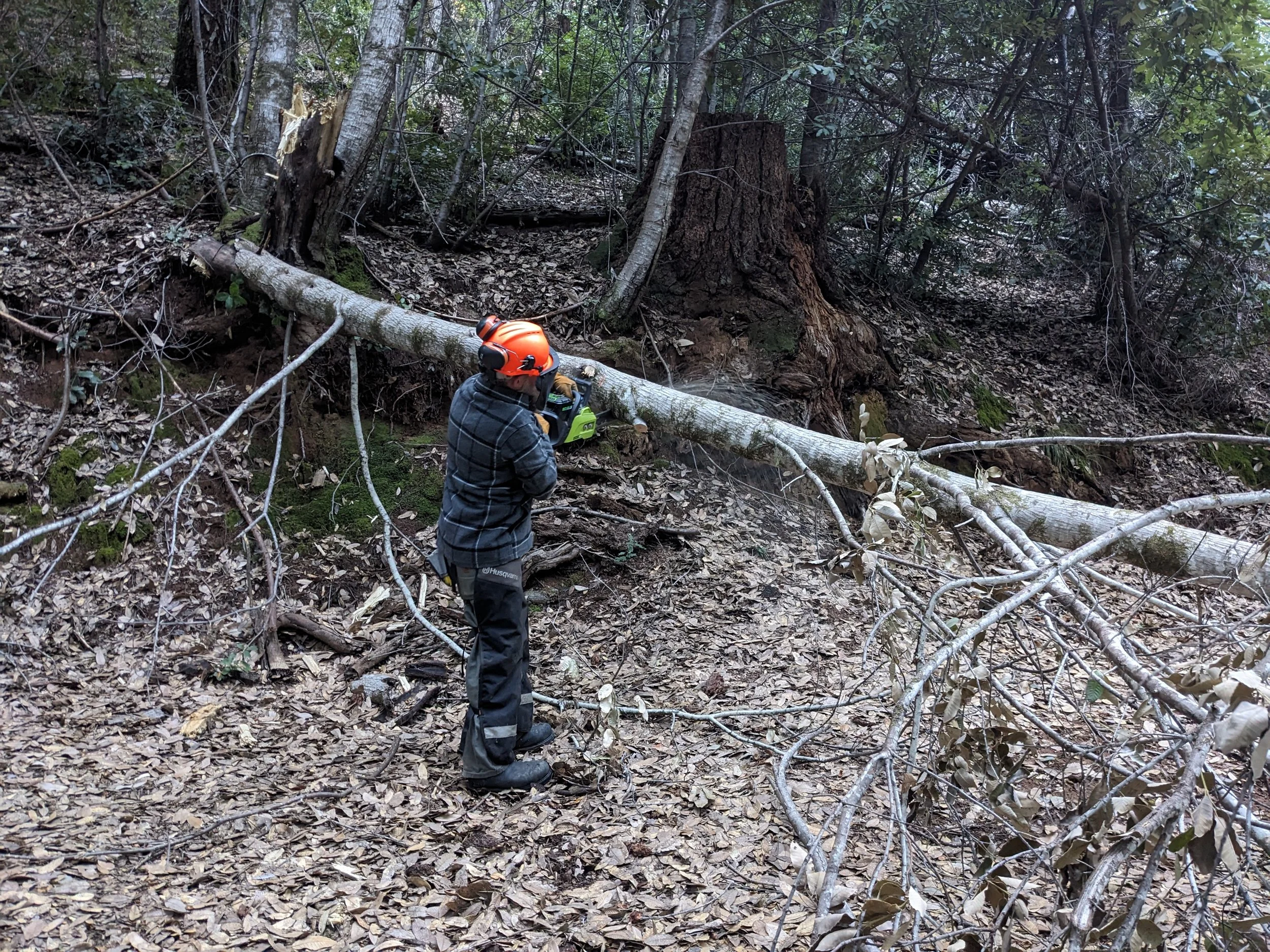 Eric Hart clearing a tree from the road to Two Rocks.jpg