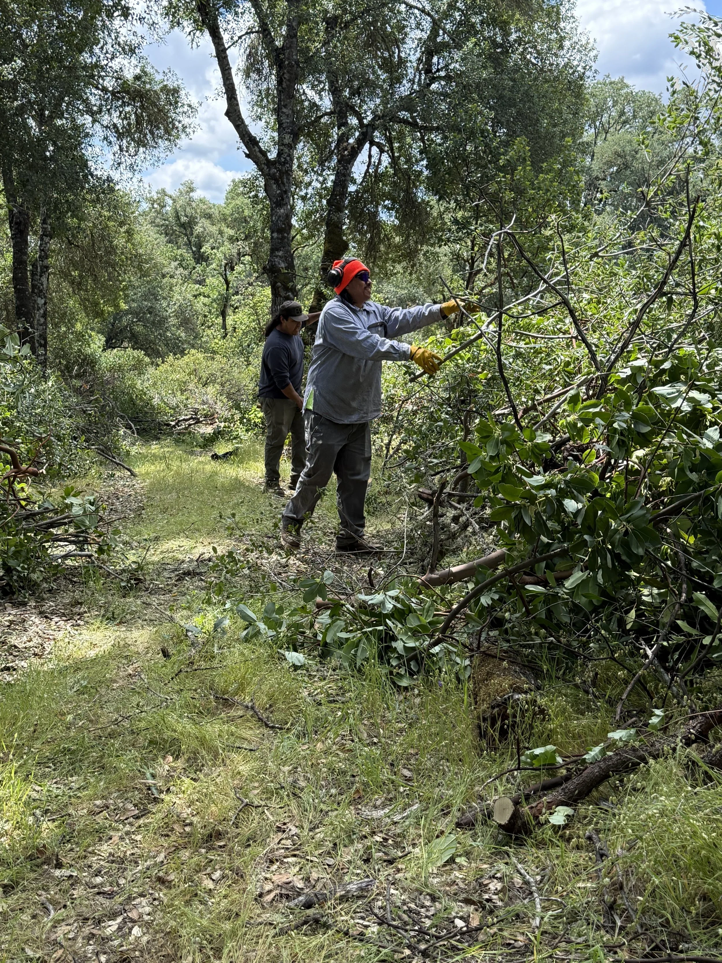 Hopland Brush Clearing.jpg