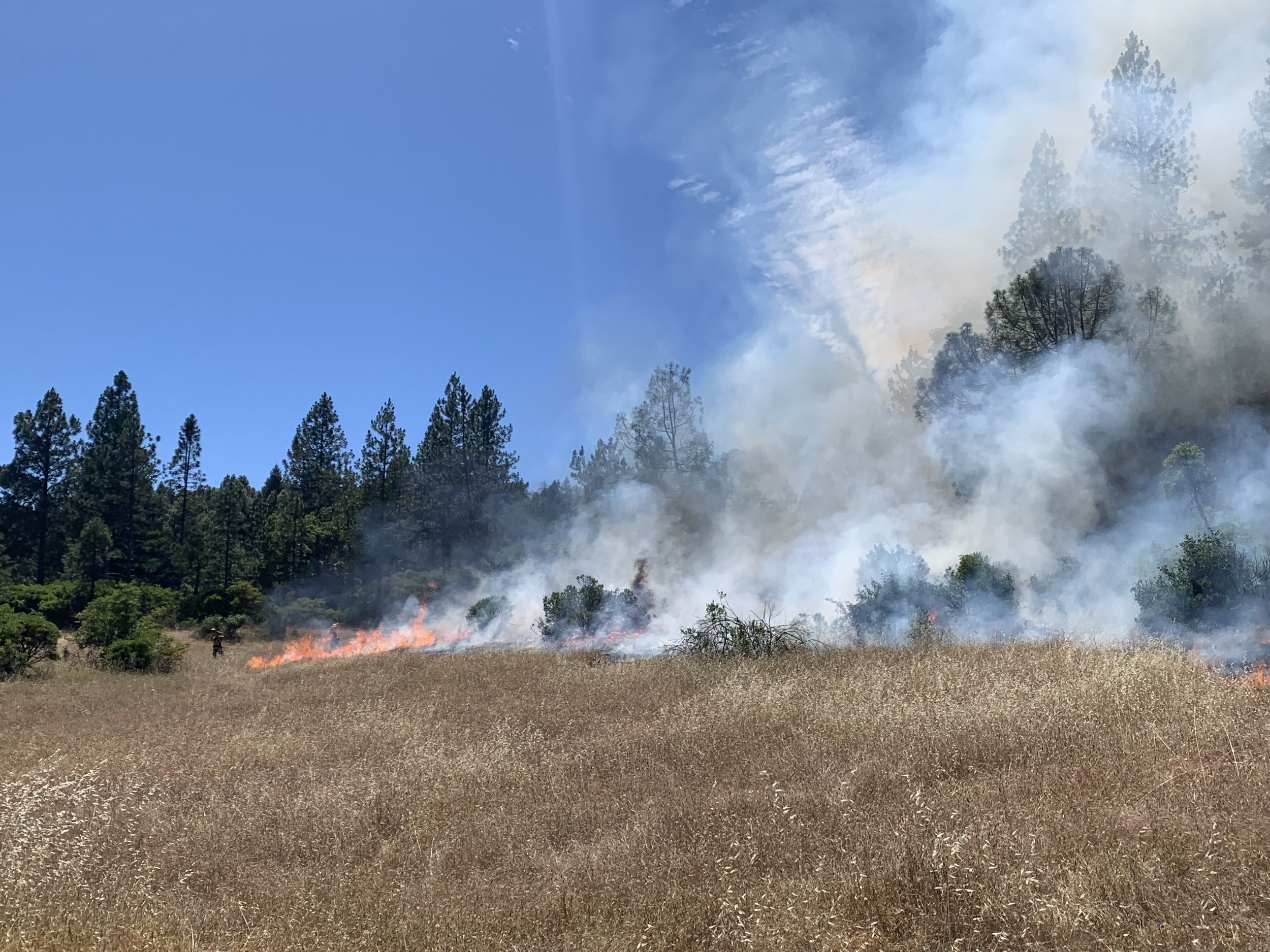 Mendocino County Prescribed Burn Association Trifold