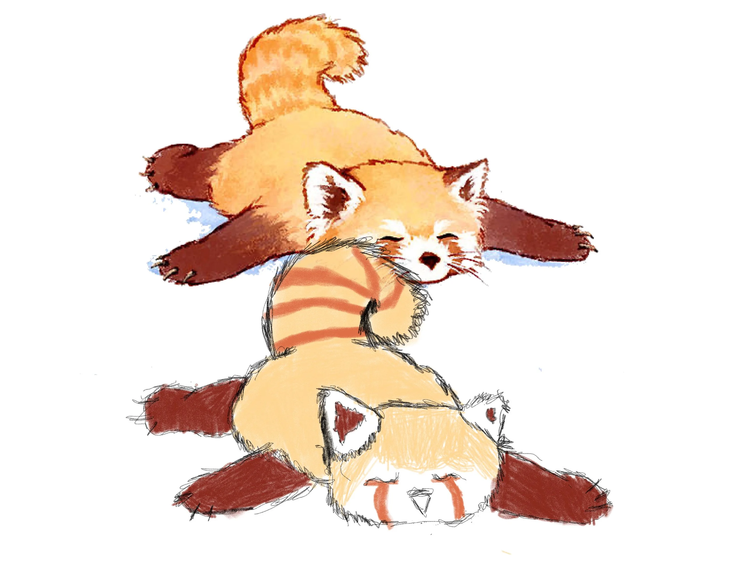 Red-panda-John Ray.jpg