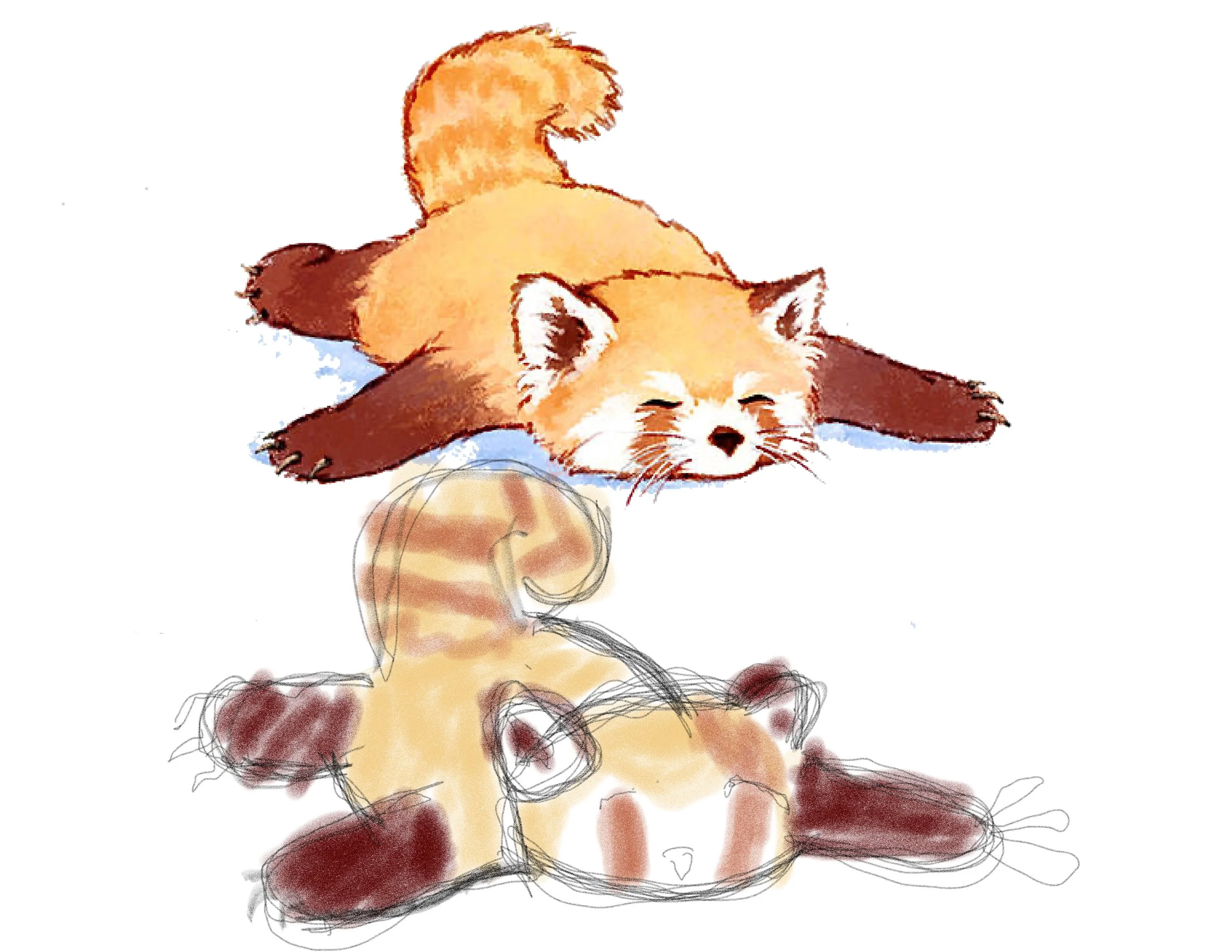 Red-panda-Russ.jpg
