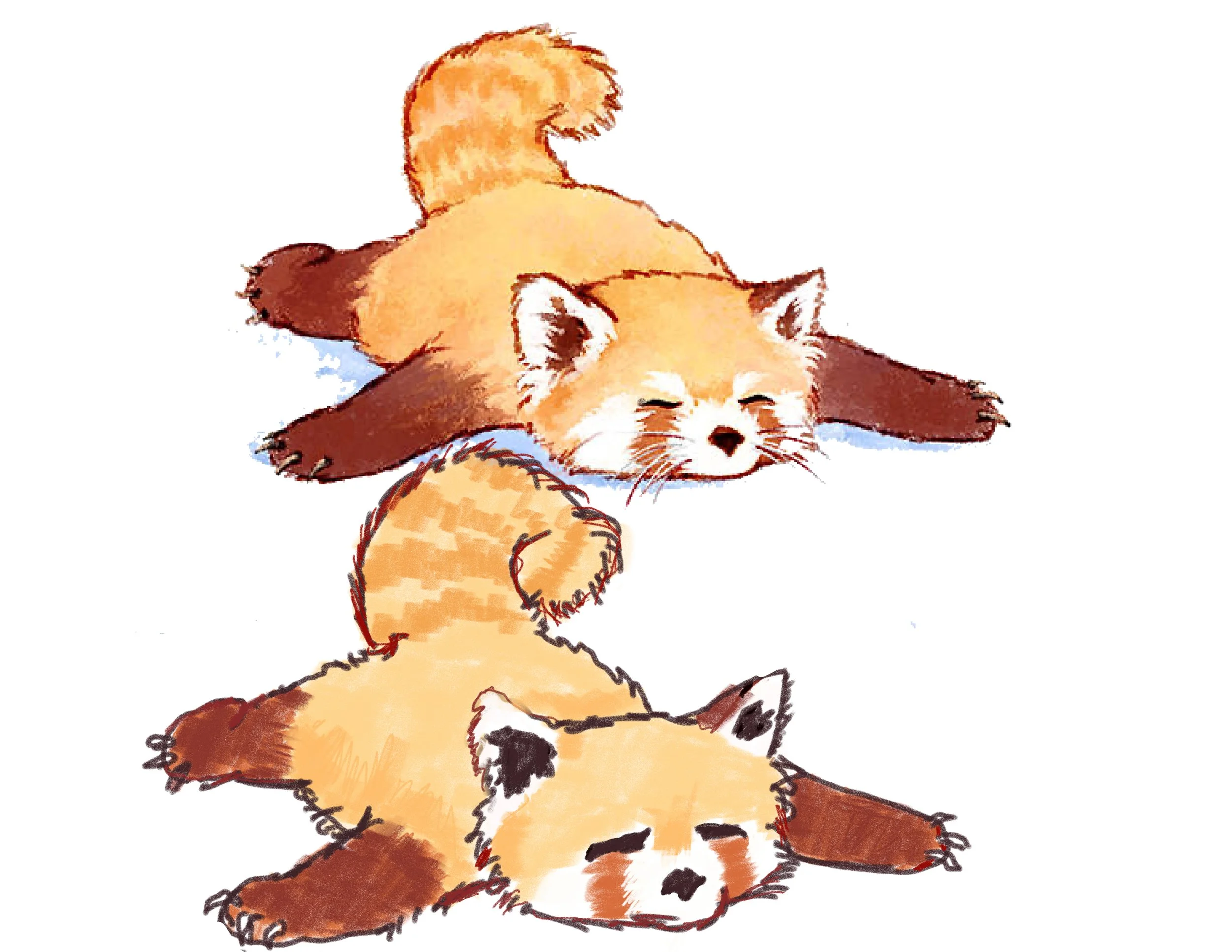 Red-panda-puzzel.jpg