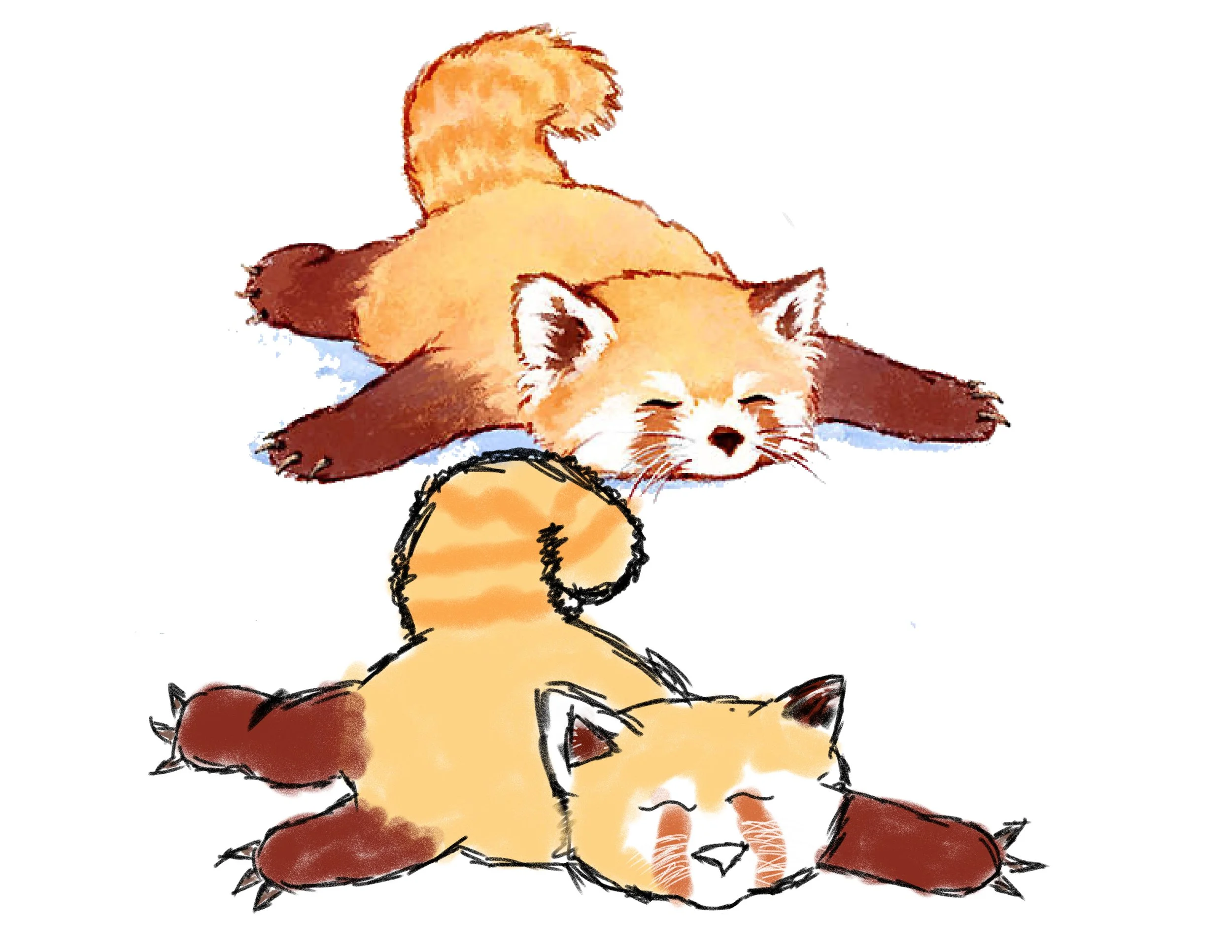 Red-panda-Eva.jpg