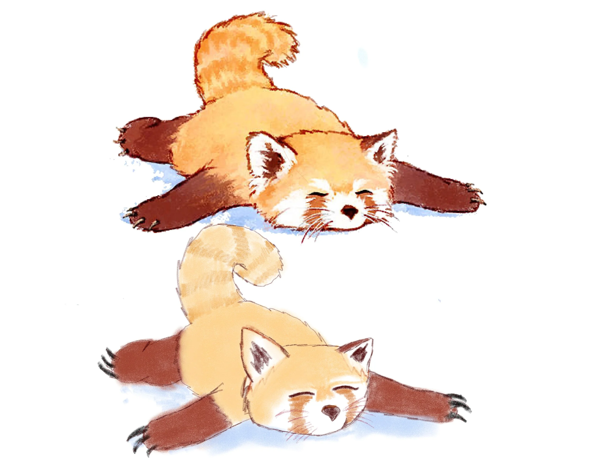 Red-panda-puzzel.jpg