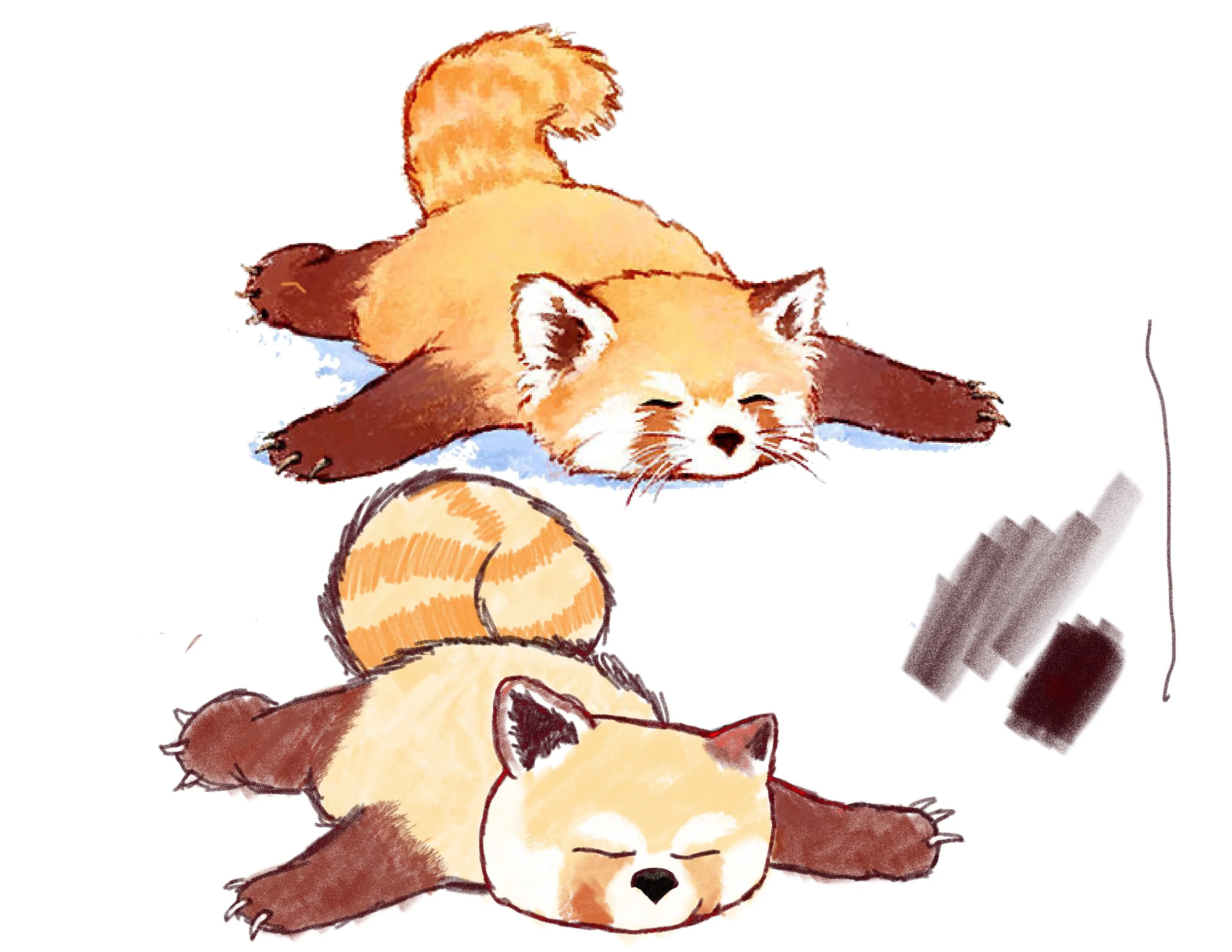 Red-panda-puzzel.jpg