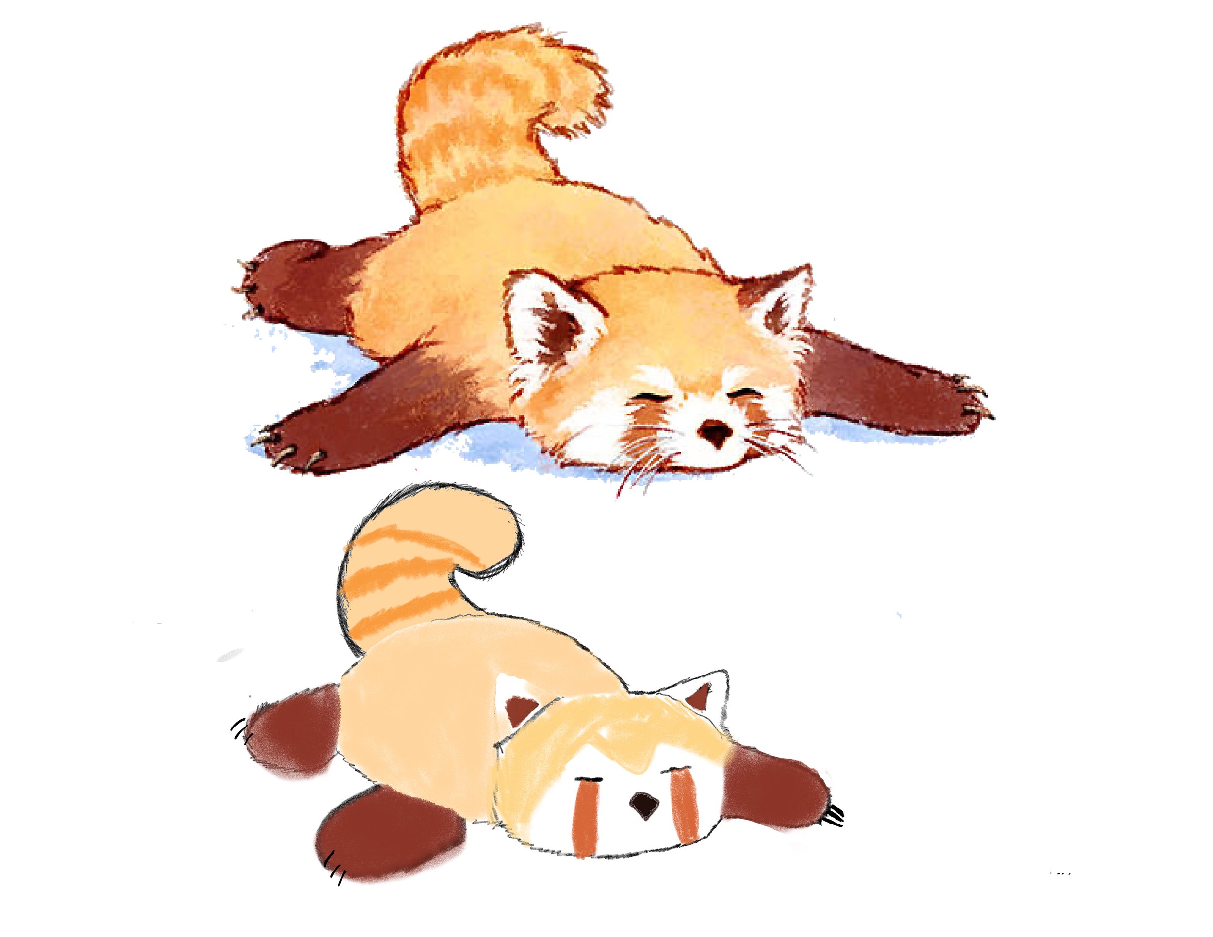 Red-panda-James.jpg