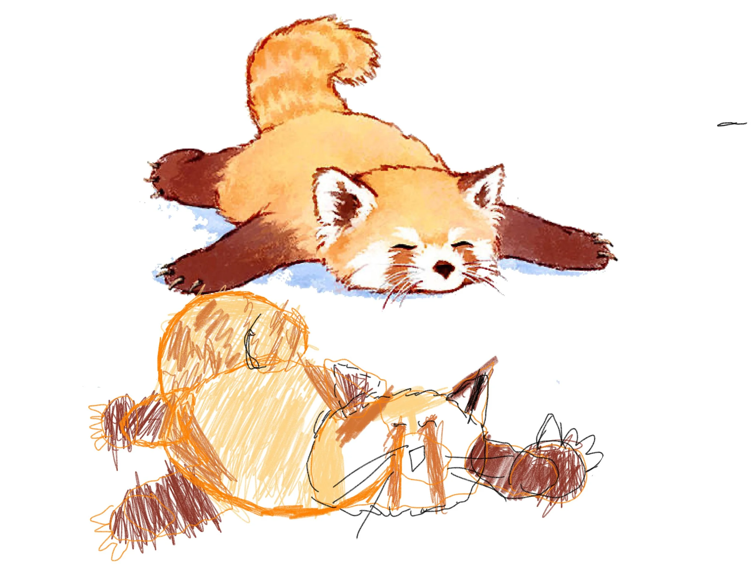 Red-panda-Andrew.jpg
