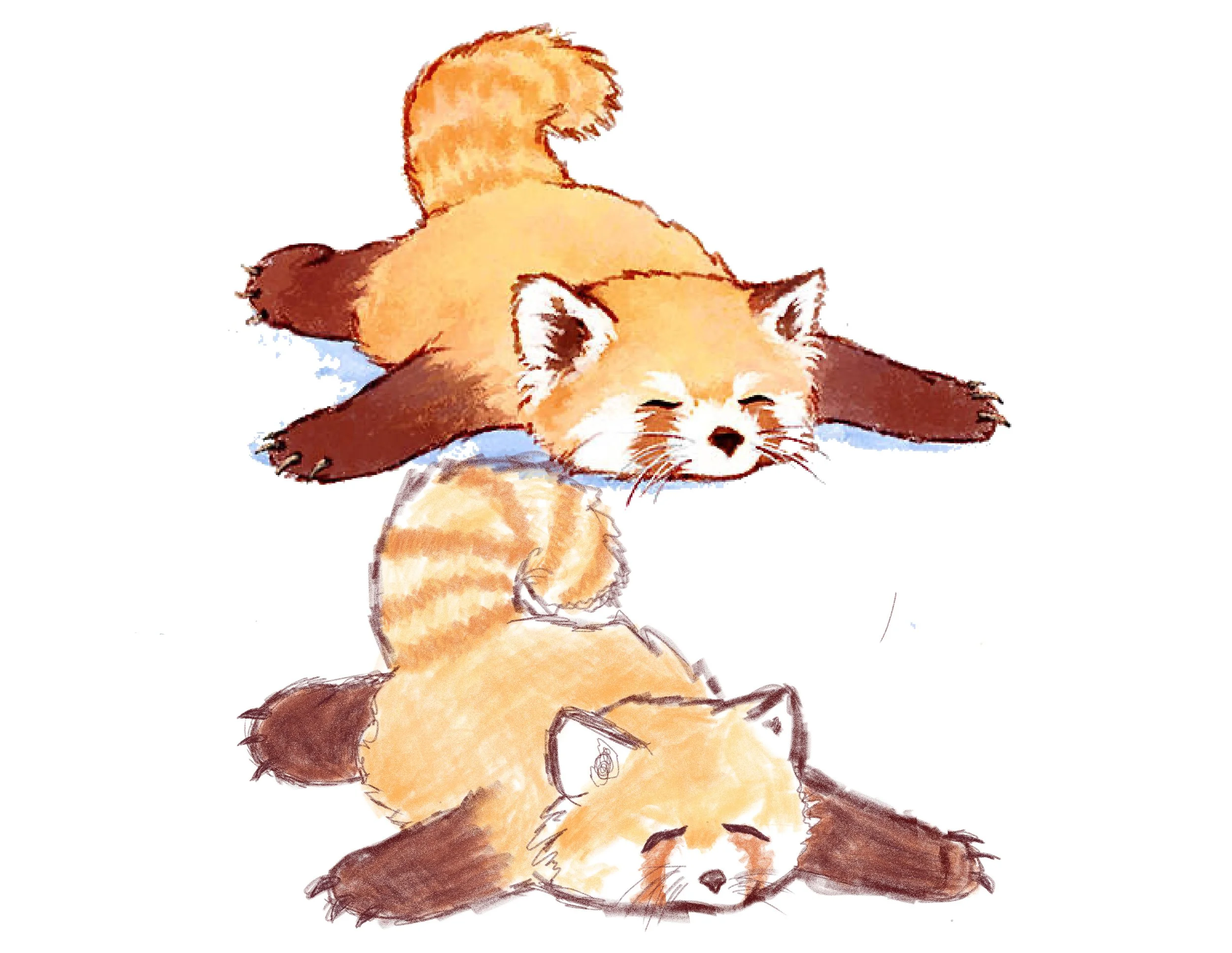 Red-panda-puzzel.jpg