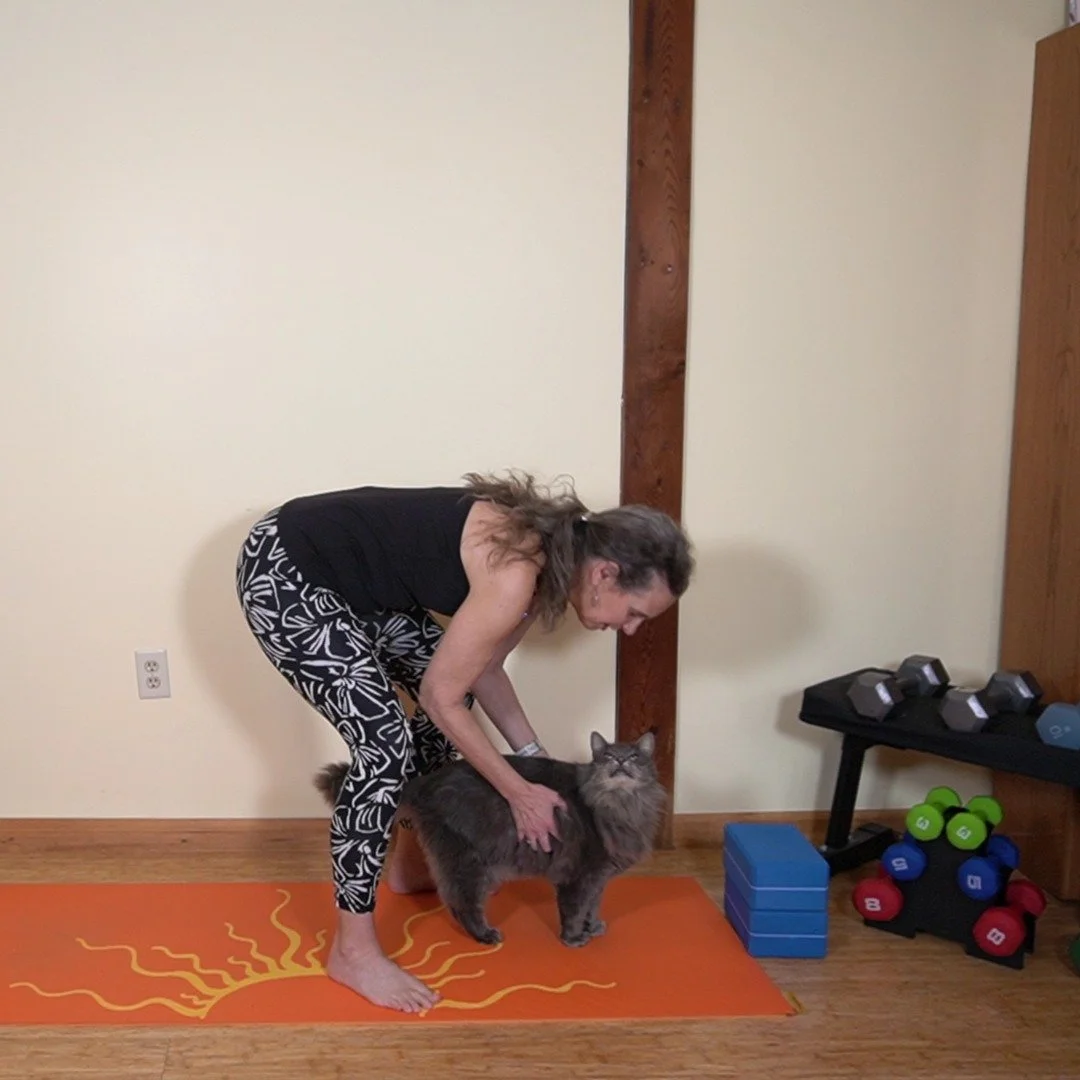 Teaching live online classes sometimes means unexpected guests show up who don't really care!

My fluffy cat would NOT leave my yoga mat, and gave me A LOOK when I tried to coax him over to the side.

I love it when he comes to visit, just like I lov