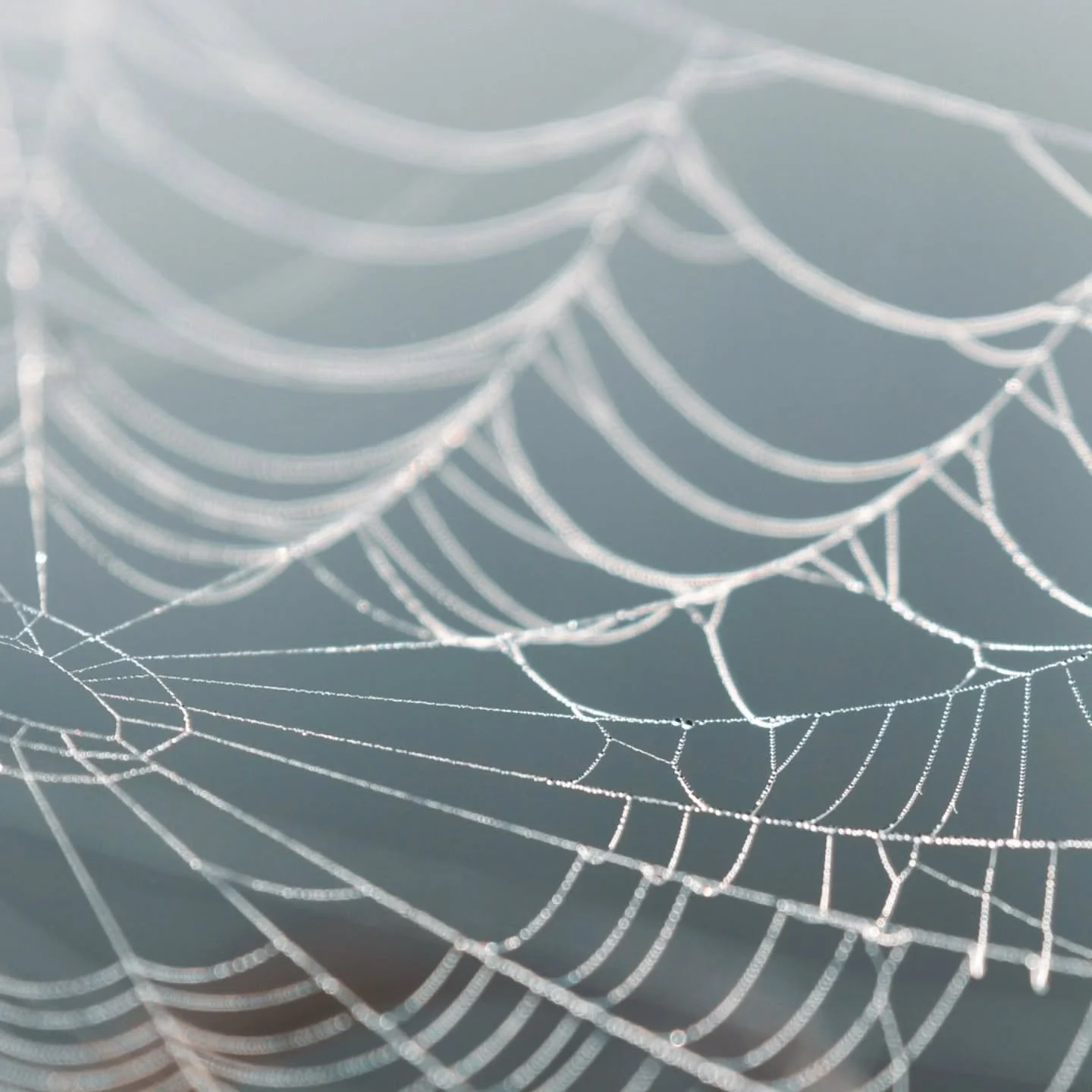 &bull; N E T Z W E R K &bull;

Hast du schon mal ein Spinnennetz genauer betrachtet? Die feinen, miteinander verbundenen F&auml;den, die ein einzigartiges Muster ergeben, sind ein wahres Kunstwerk der Natur. 

Genau wie beim String Printing entstehen