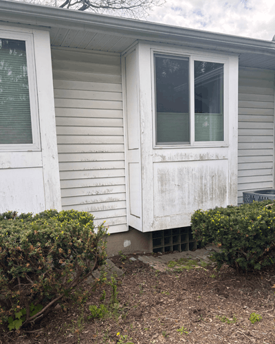Siding of a Okemos, Mi home filled with algae, mold and mildew with 2 bushes near the organic growth on the home