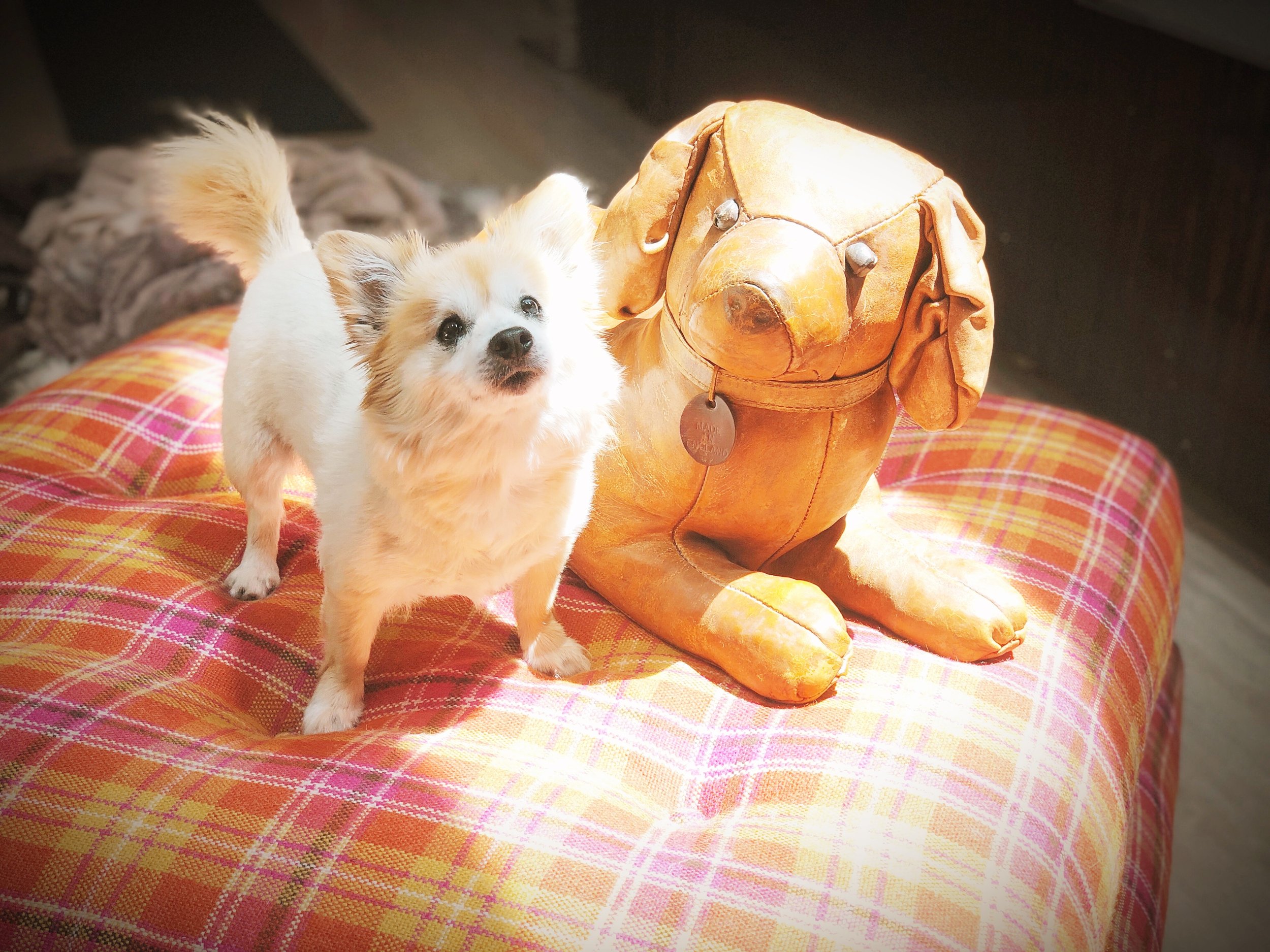 sunny dog 1 1.jpg