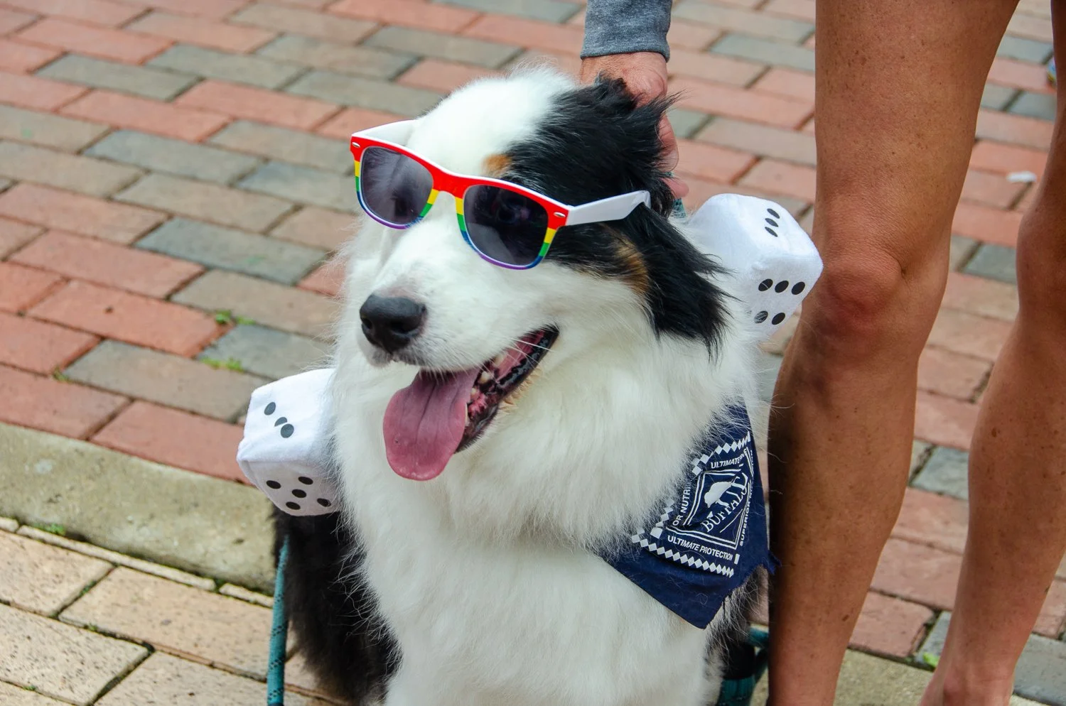 A happy Border Collie dog wearing colorful sunglasses and a bandana, with dice on its shoulders, standing on a brick sidewalk.