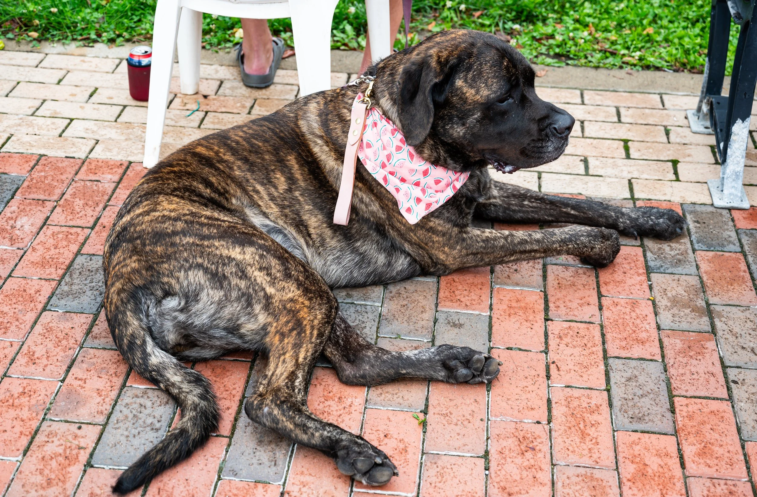 Brindle-coated dog lying on brick patio with pink bandana, surrounded by outdoor furniture and greenery.