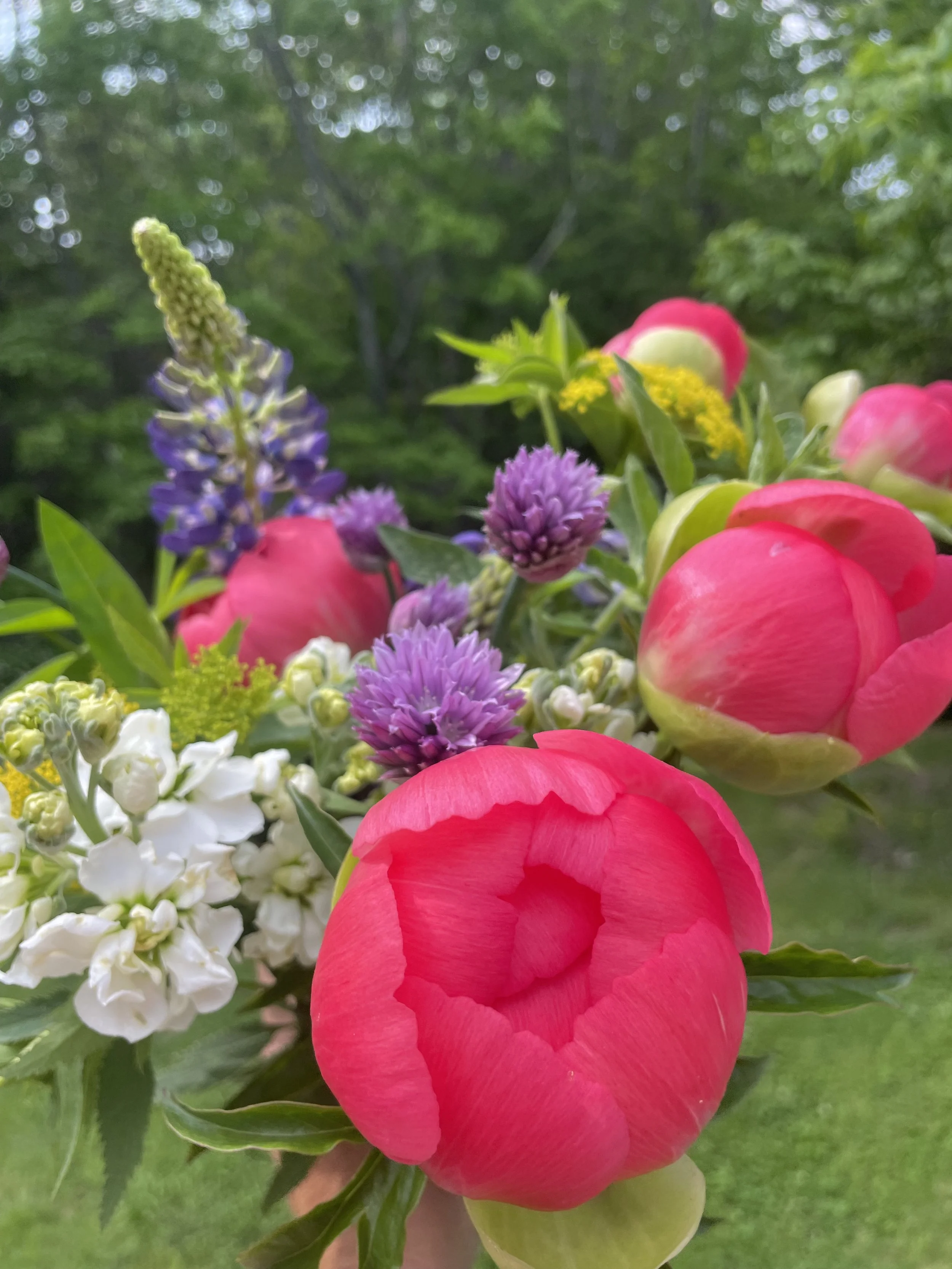 Mini Peony Subscription