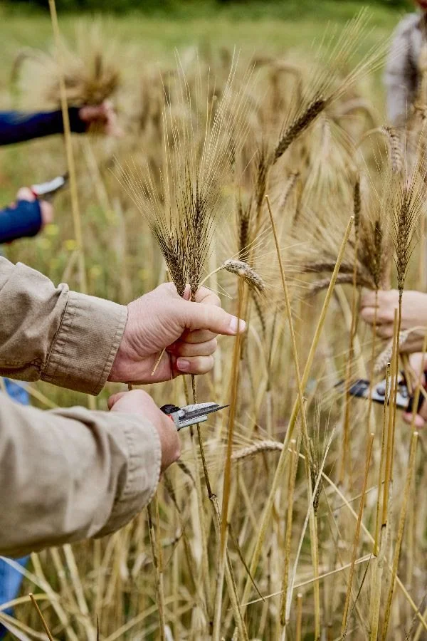Seed Celebration: Saving Seeds With Song, Story, and Dance
