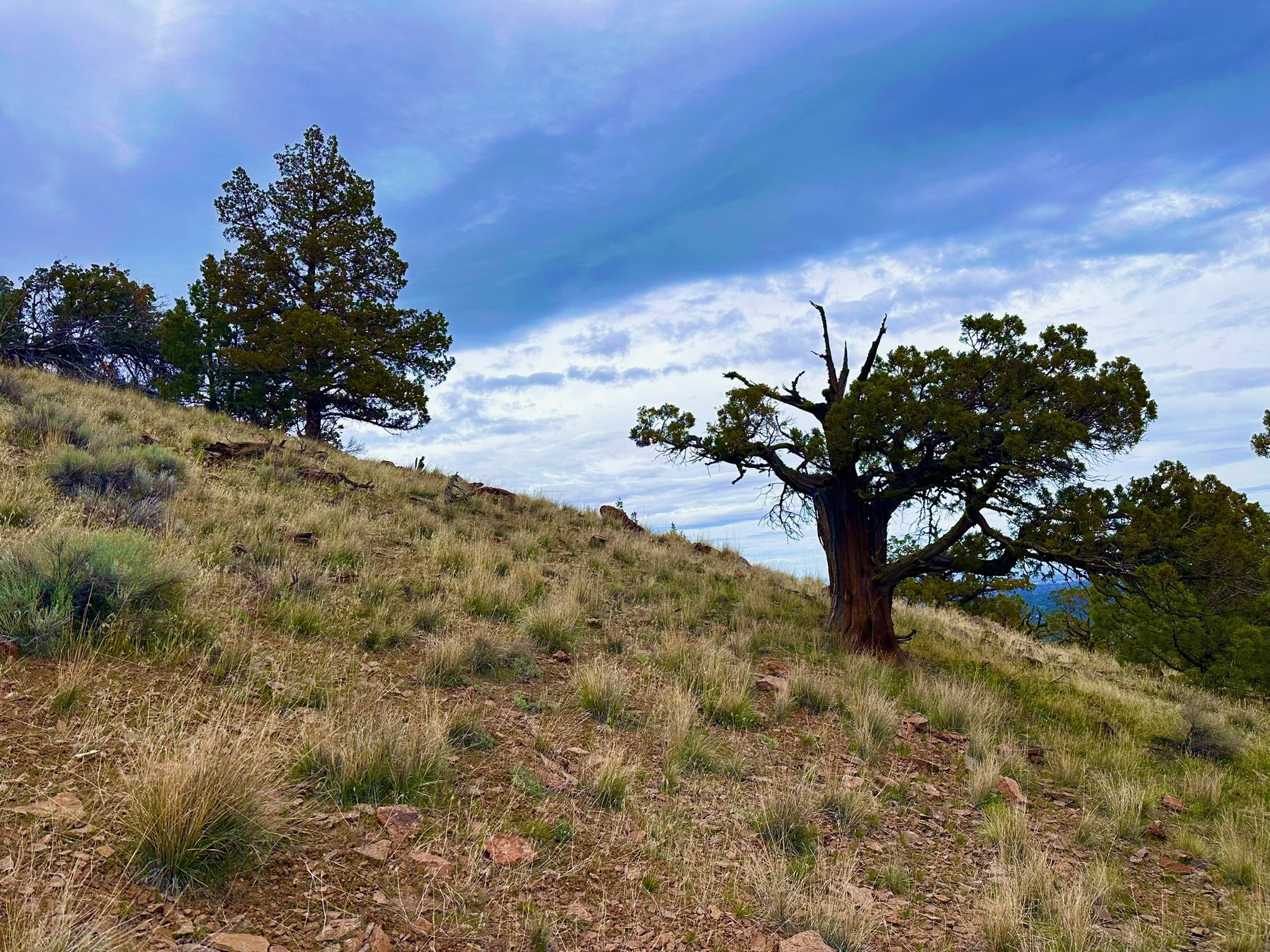 Juniper trees on a Central Oregon hillside under a blue sky, showing early spring grasses beginning to grow