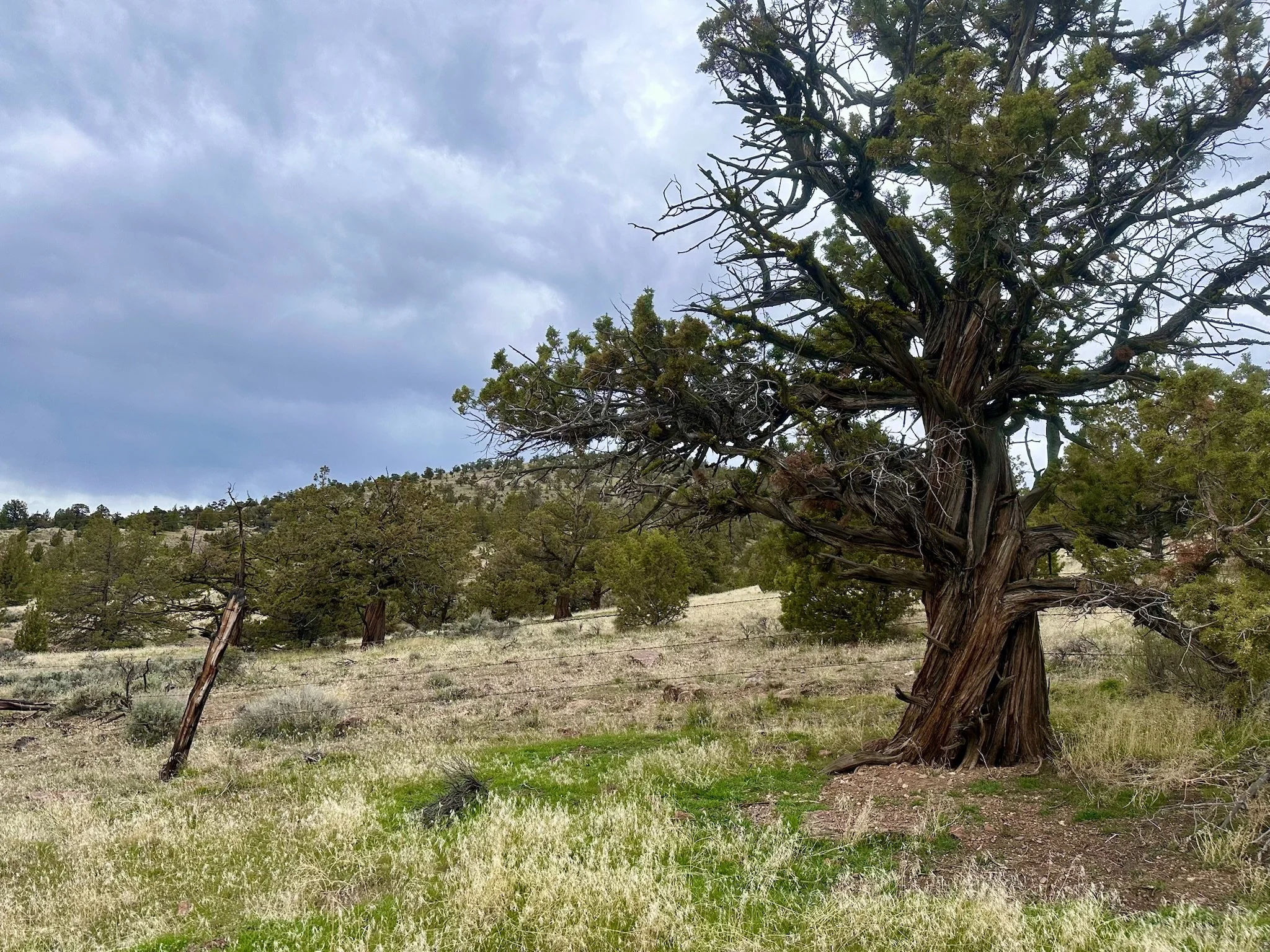 Juniper tree on a grassy hillside in Central Oregon with early spring growth and a fence line leading across the landscape