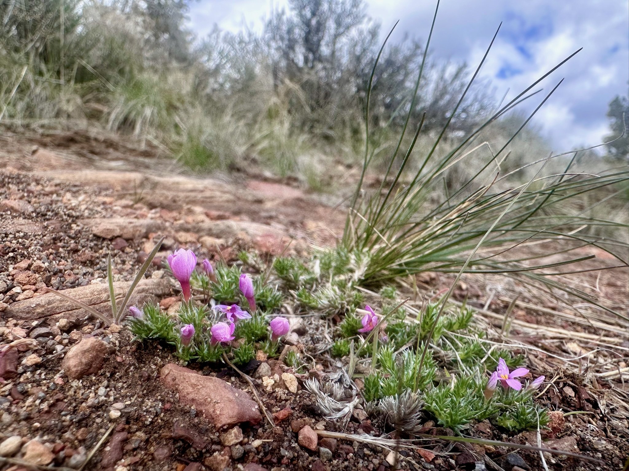 Small purple wildflowers emerging from rocky soil in Central Oregon, symbolizing early growth and small beginnings