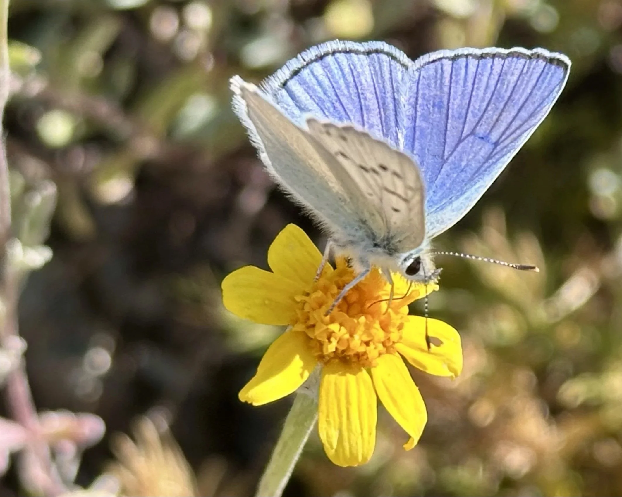 Blue butterfly resting on a yellow flower, symbolizing transformation, resilience, and growth during menopause.