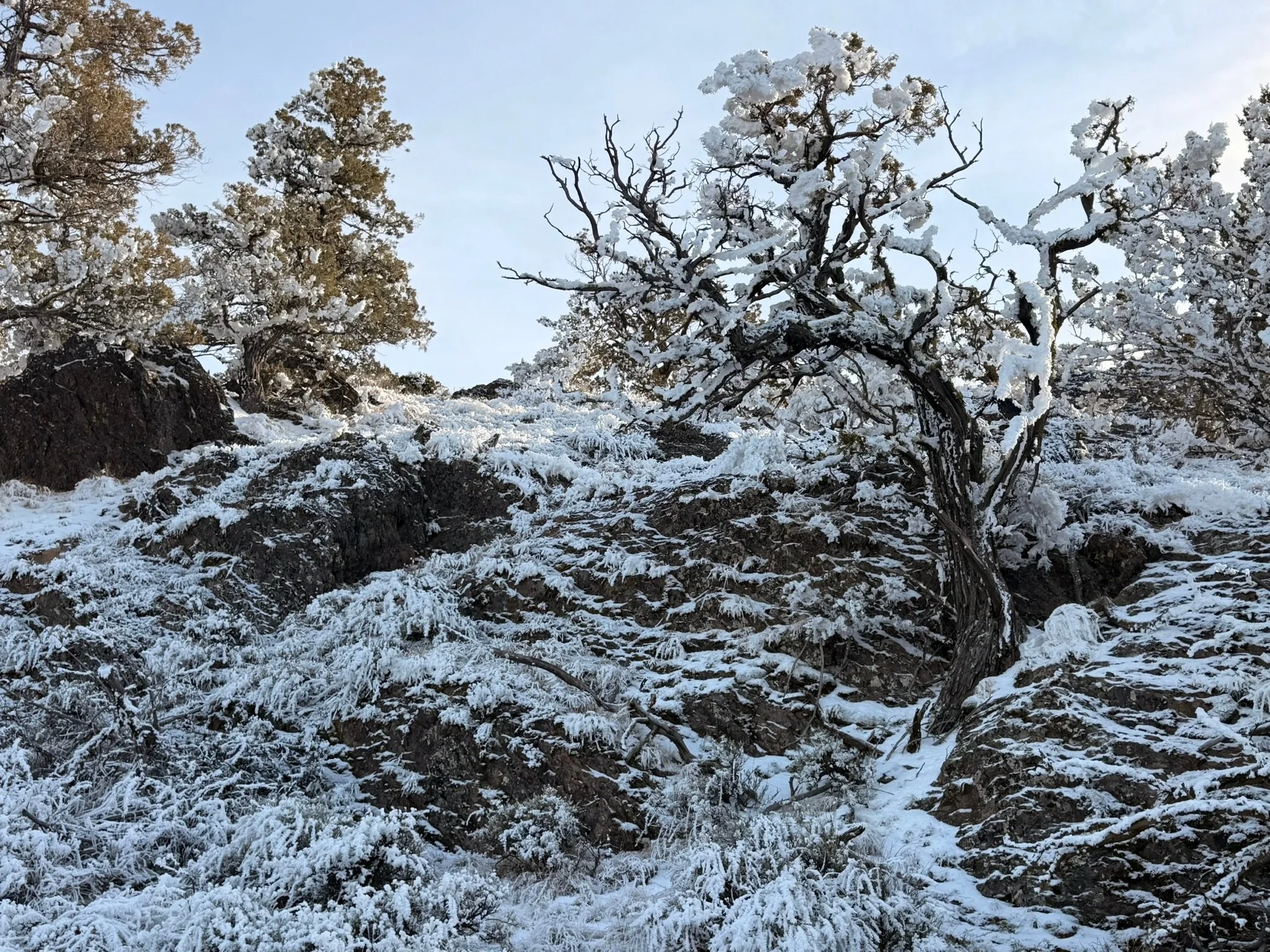 A quiet winter landscape with frost-covered juniper trees, evoking reflection, calm, and the idea of starting where you are.