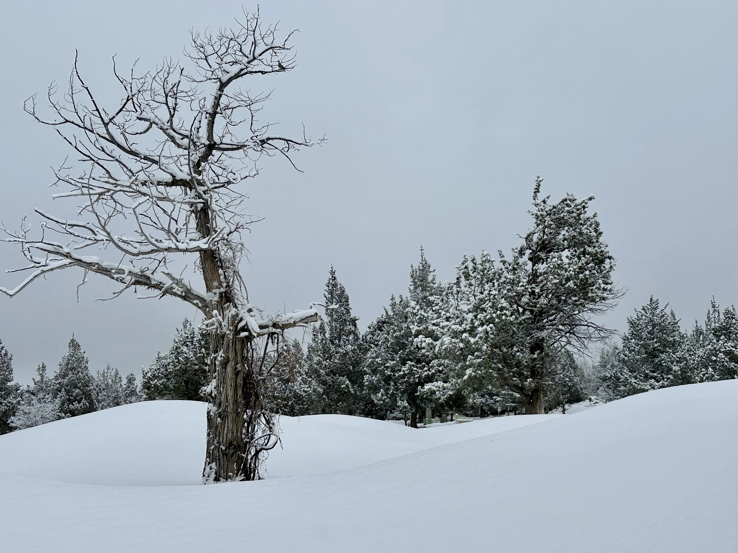 Snow-covered tree with bare branches and a dove resting quietly in winter.