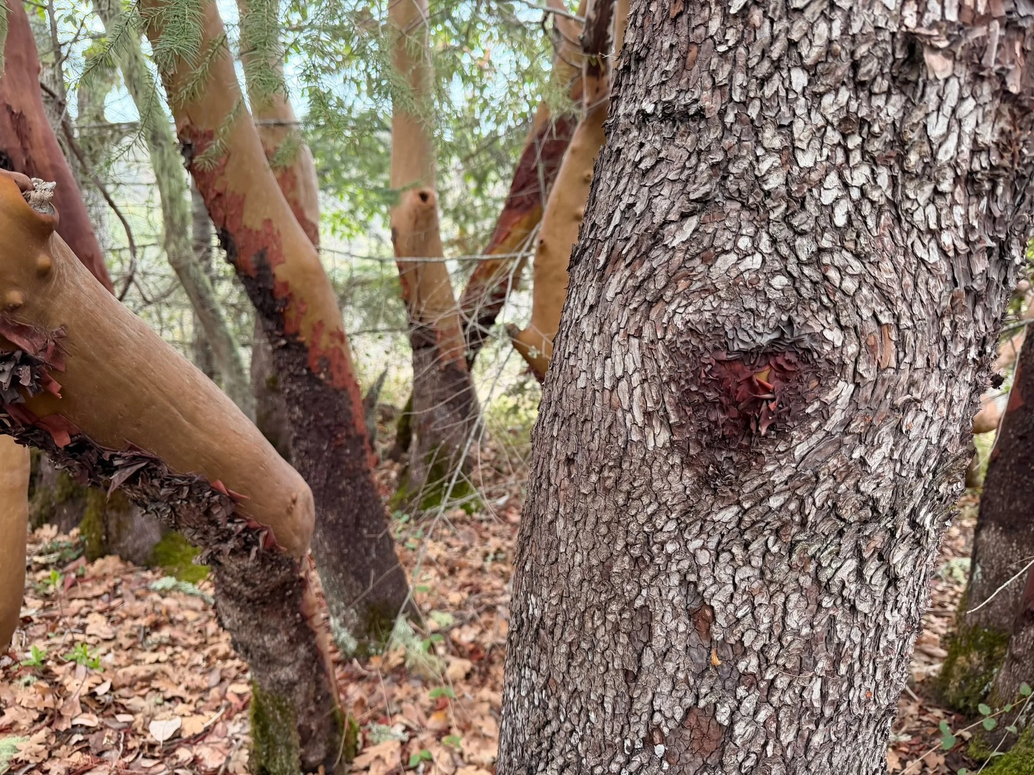 Close-up of textured tree bark in a quiet woodland setting, representing reflection and growth in midlife.