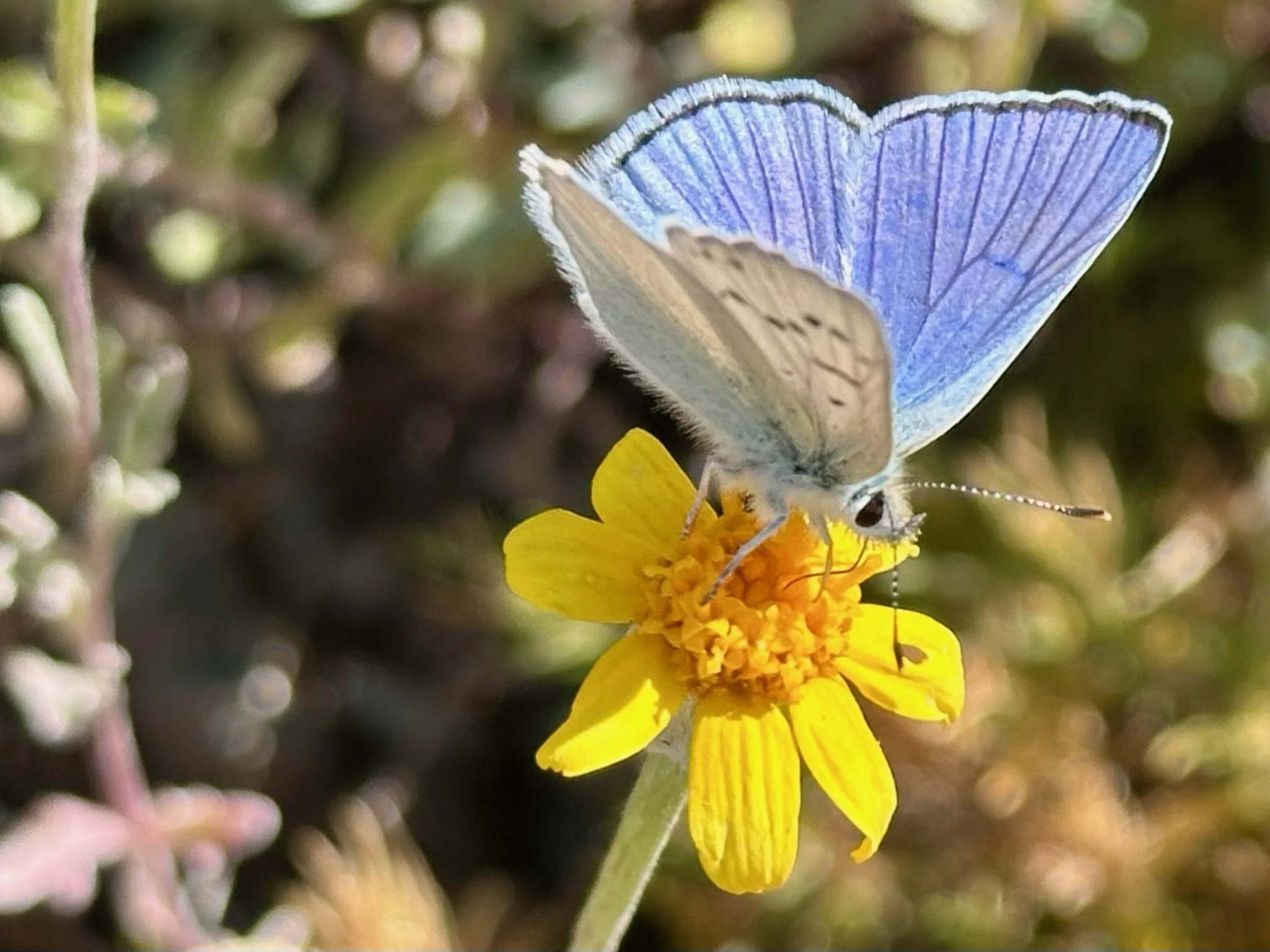 Close-up of a blue butterfly on a yellow wildflower, representing renewal, resilience, and natural transformation.