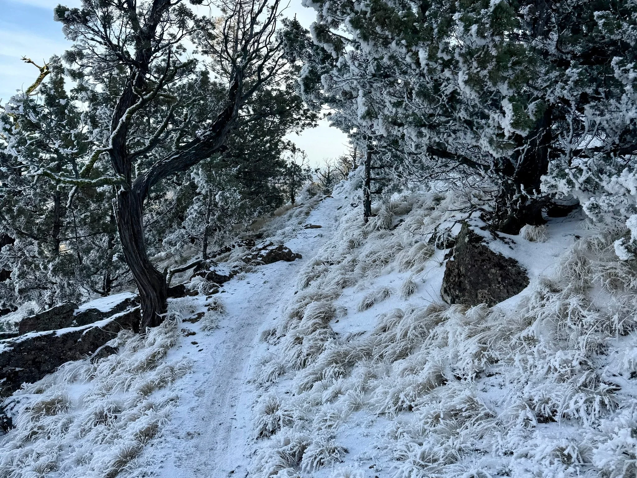 A snow-covered trail winding uphill through juniper trees, symbolizing steady progress and care during midlife transitions.