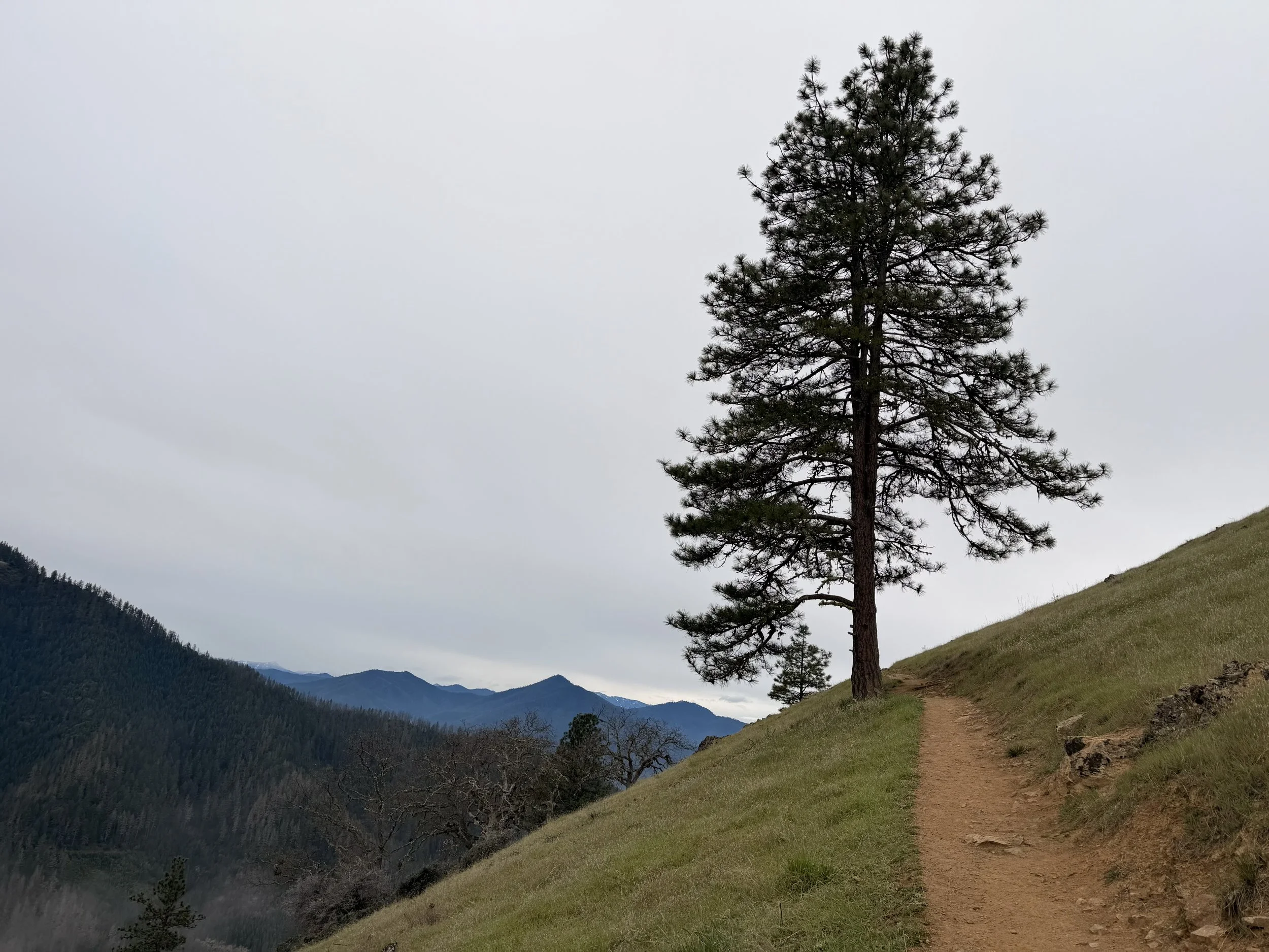 Single pine tree along a hillside trail symbolizing forward movement and steady progress in midlife heart health.