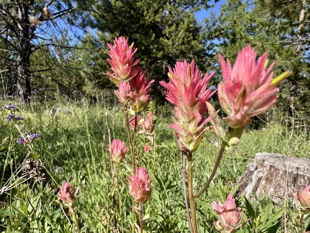 Indian paintbrush wildflowers in bloom, representing a love of nature and the outdoors passed down through generations.