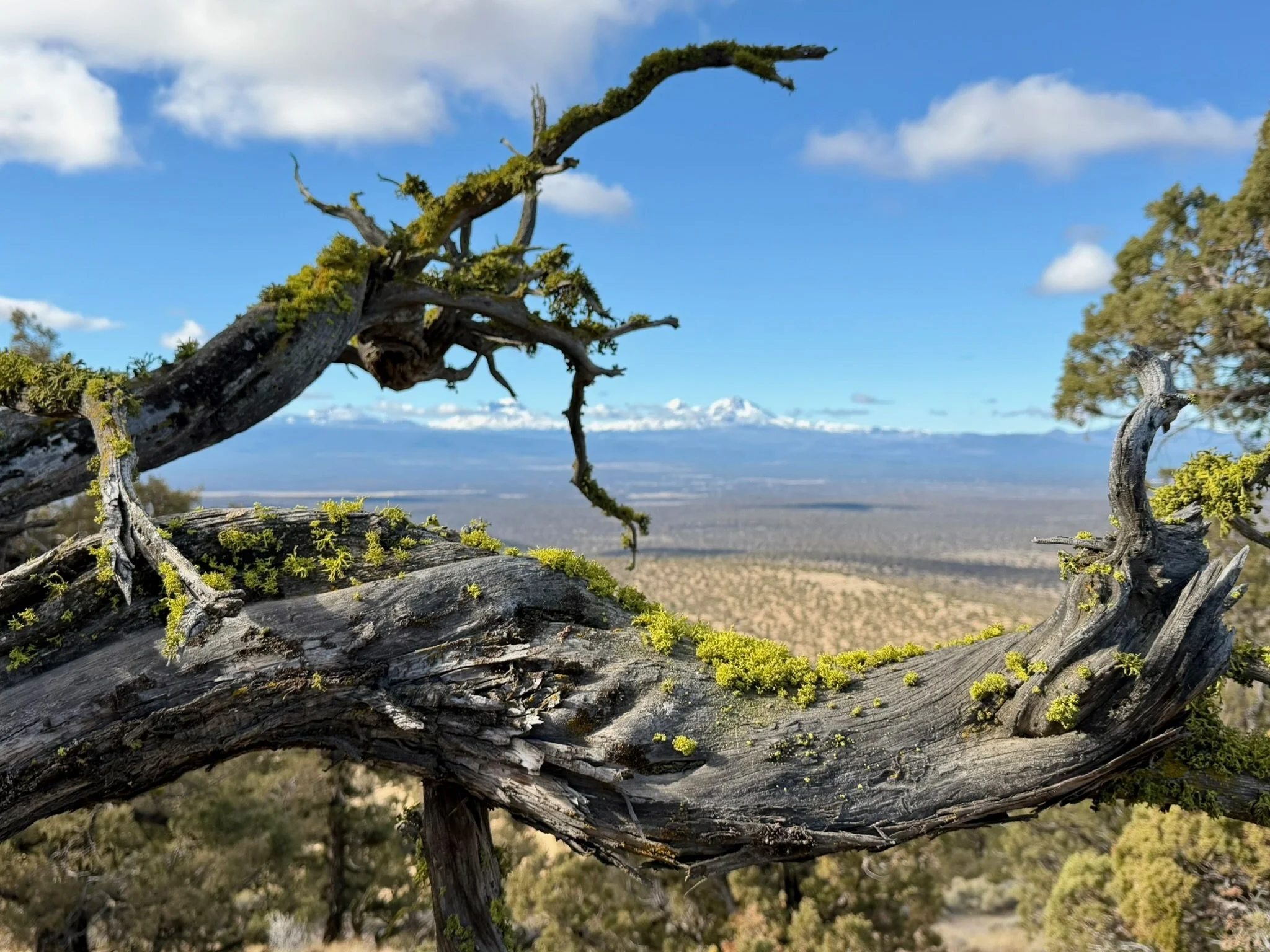View through an old juniper toward the Cascade Mountains, symbolizing aging with intention and vitality