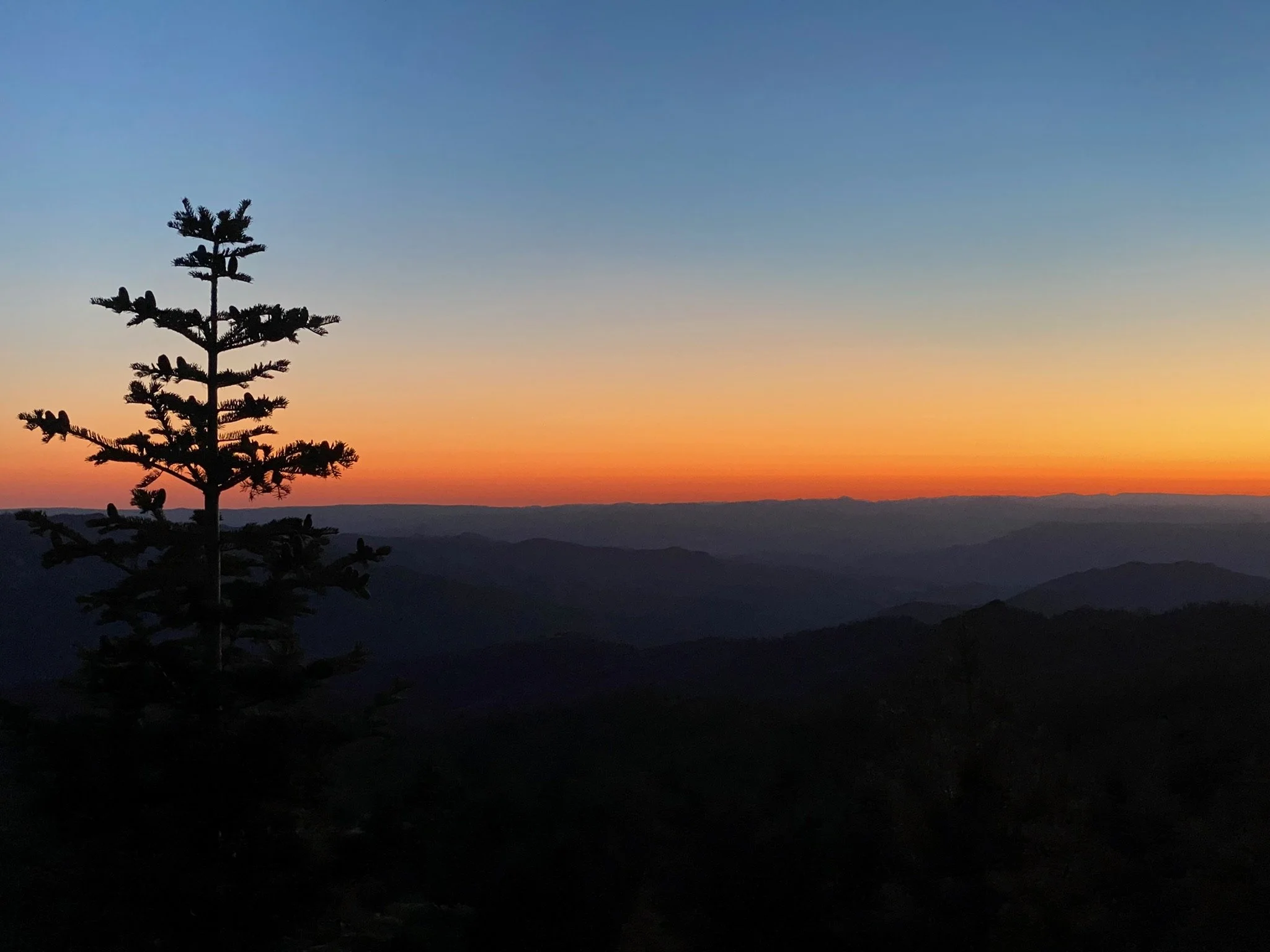 Living With Vitality (And Why It Matters More Than Ever in Midlife)