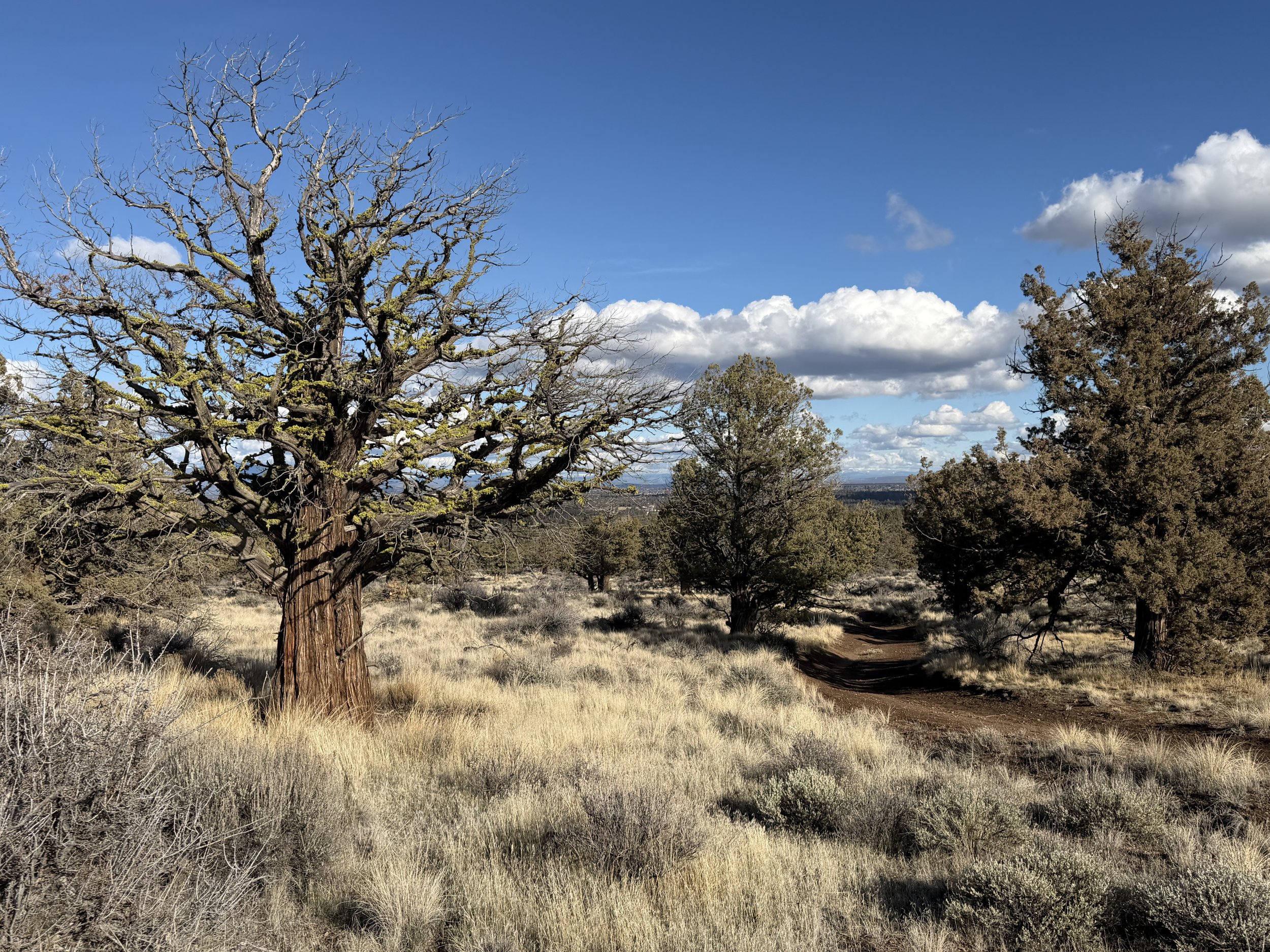 Strong juniper tree under a wide blue sky in Central Oregon, symbolizing resilience and strength in midlife.