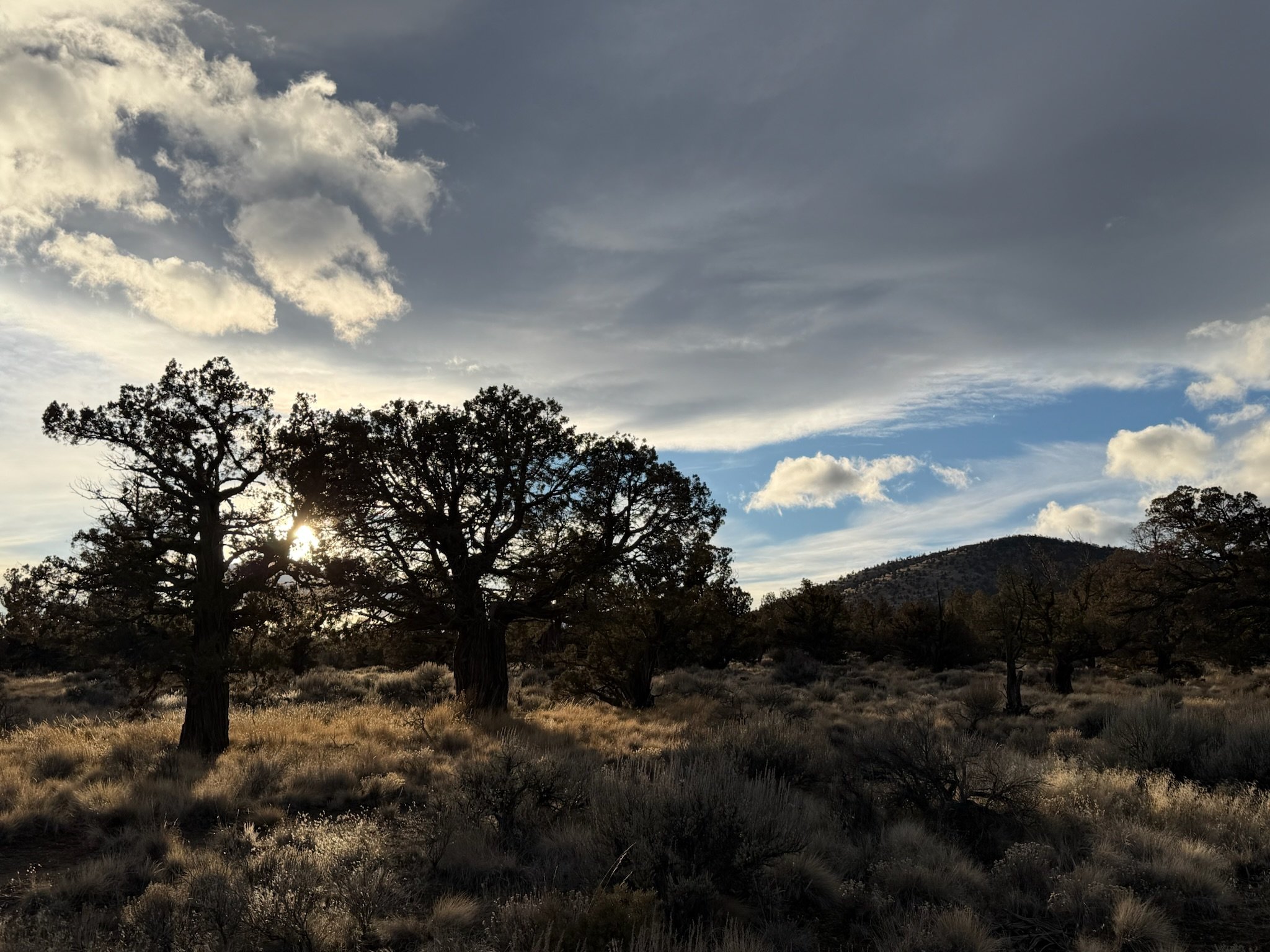 Juniper trees on Cline Butte, a familiar weekly hike that reflects living with vitality