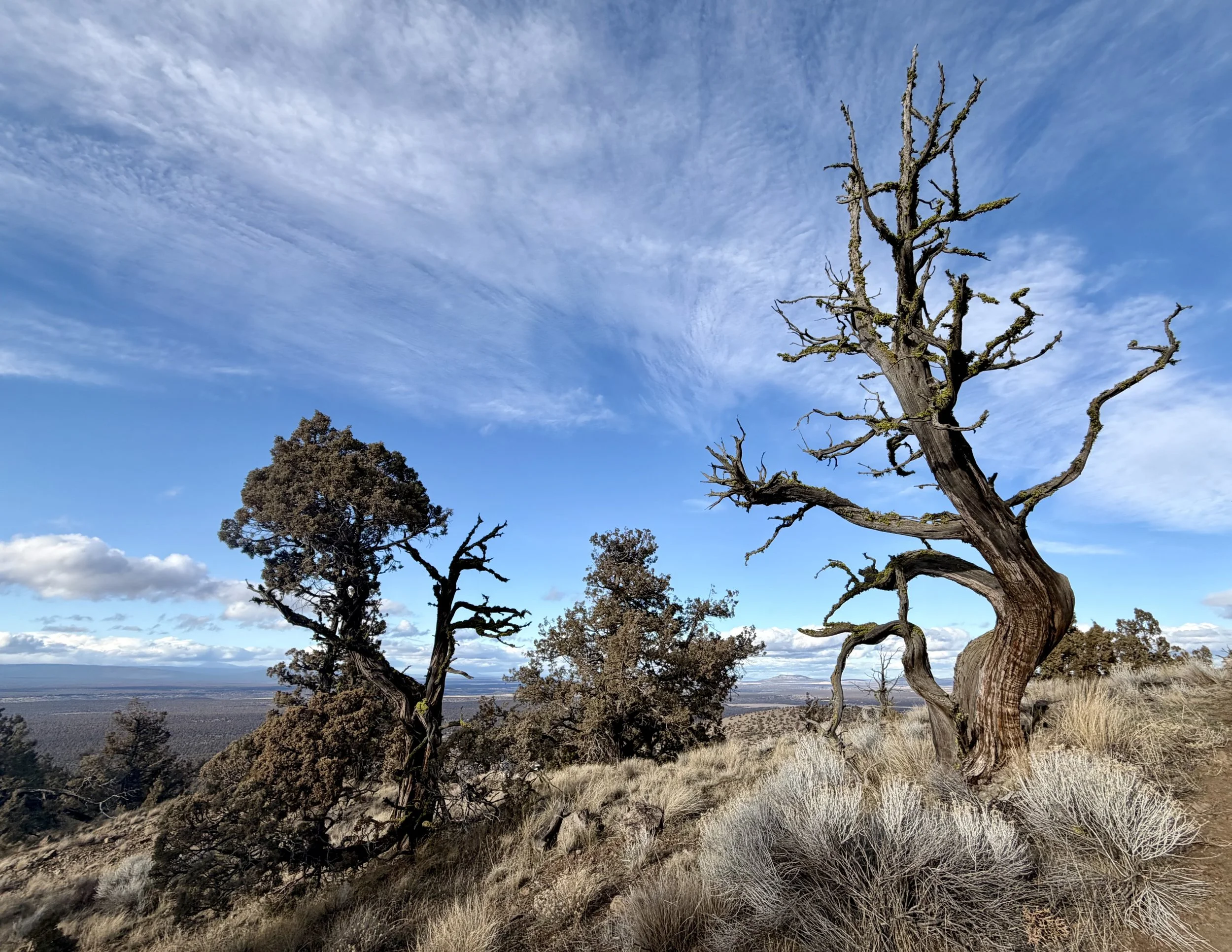 A weathered juniper tree adapting to a rugged landscape, symbolizing resilience and strength through change in midlife.