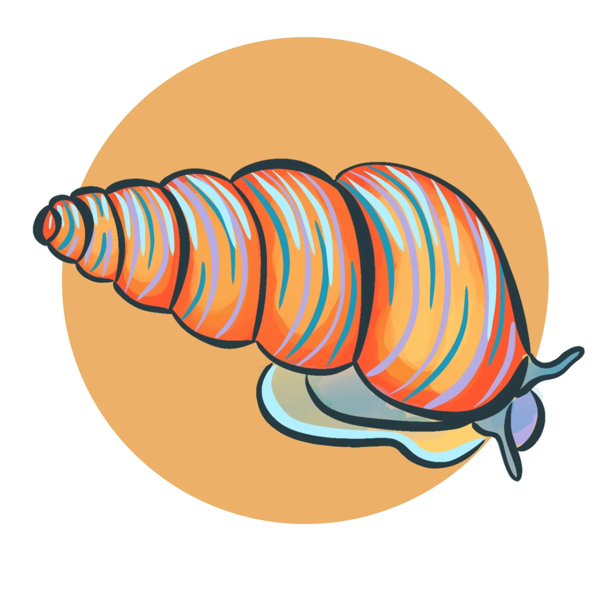 Slender Walker Snail