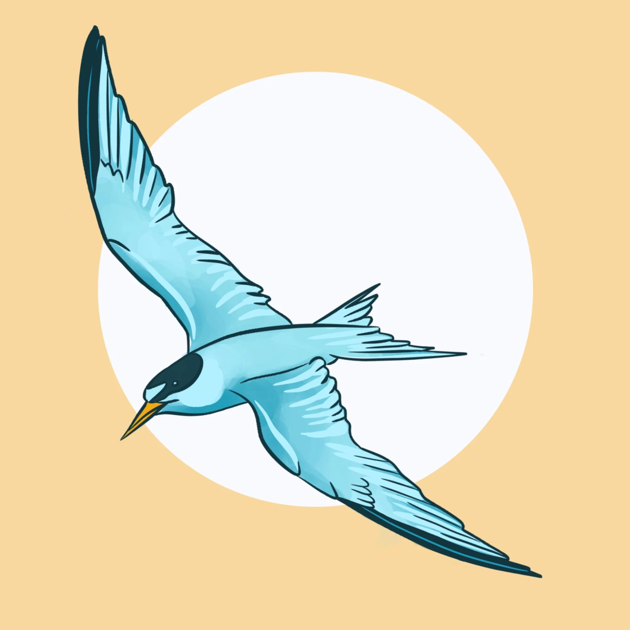 Least Tern