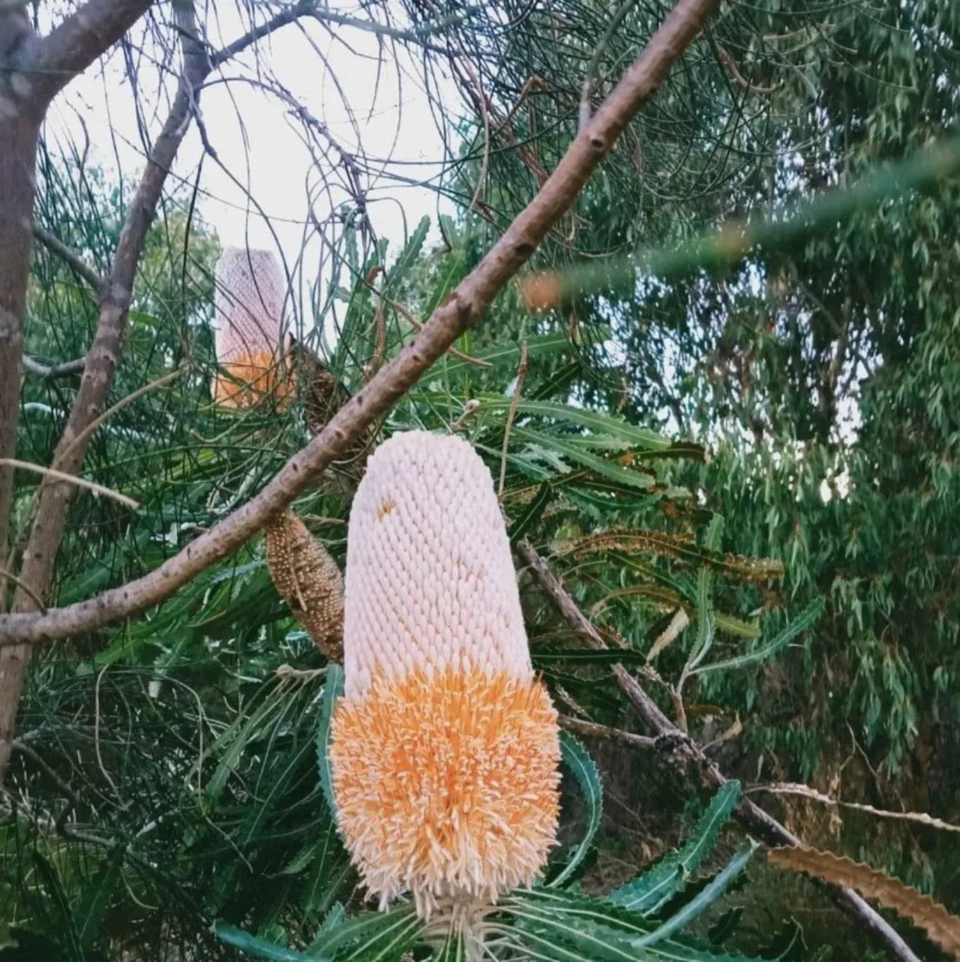 A close-up of a vibrant wildflower on a tree, showcasing the natural beauty found along North Lake's walking tracks.