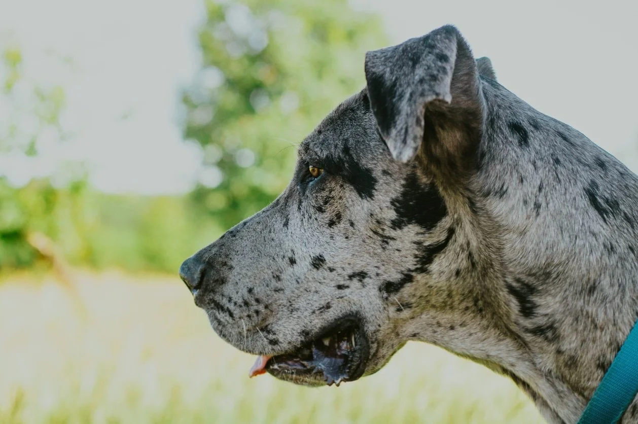 The head of a harlequin coloured Great Dane dog