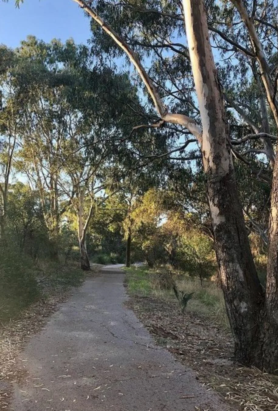 A tranquil trail meandering through trees and grass, perfect for a quick adventure near Little Rush Lake and its surroundings.