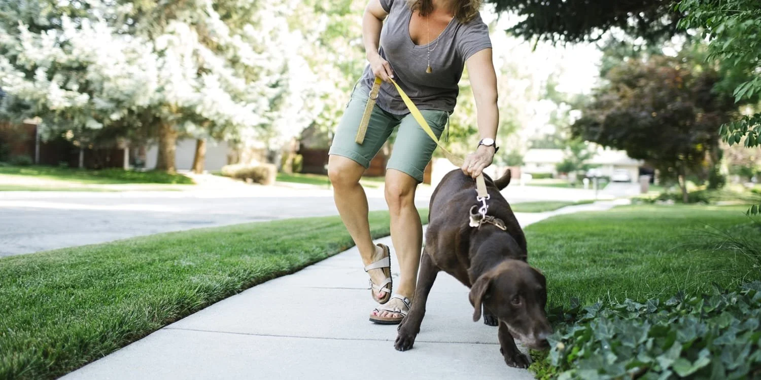 A woman practices her righting response or self saving response as her brown dog pulls her to sniff plants by the grassy sidewalk.