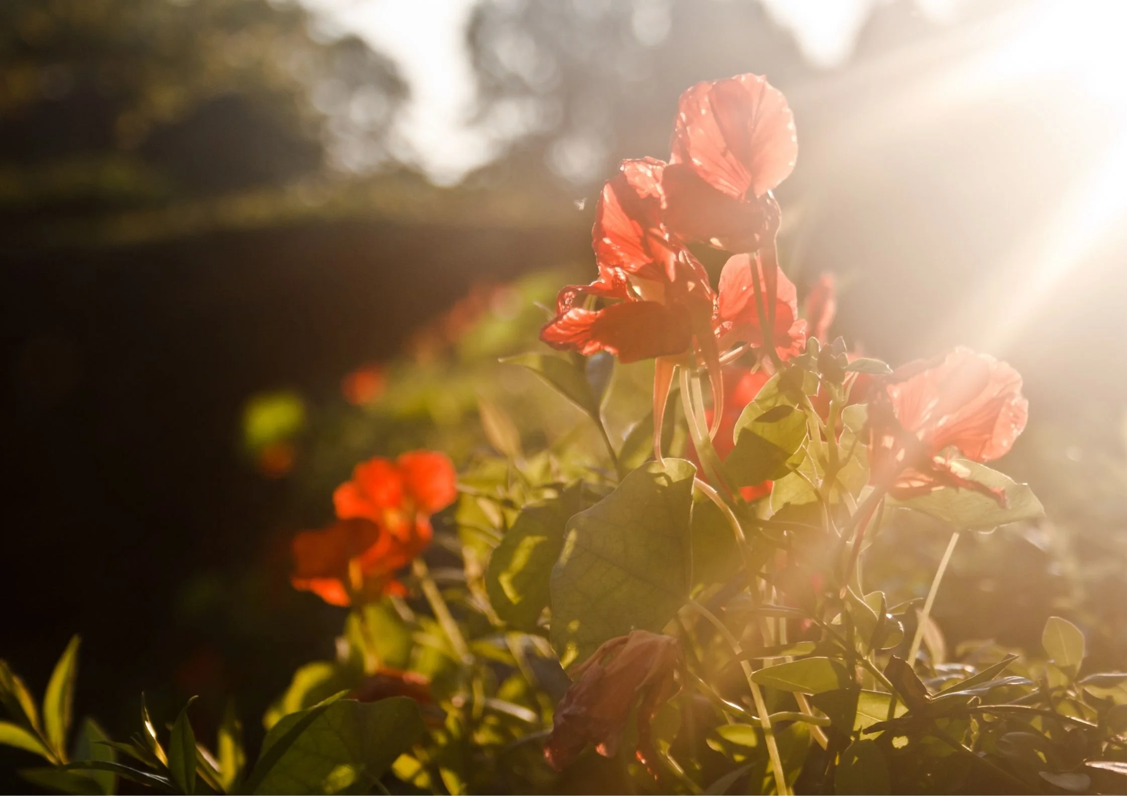 The Garden within - 6-week Container